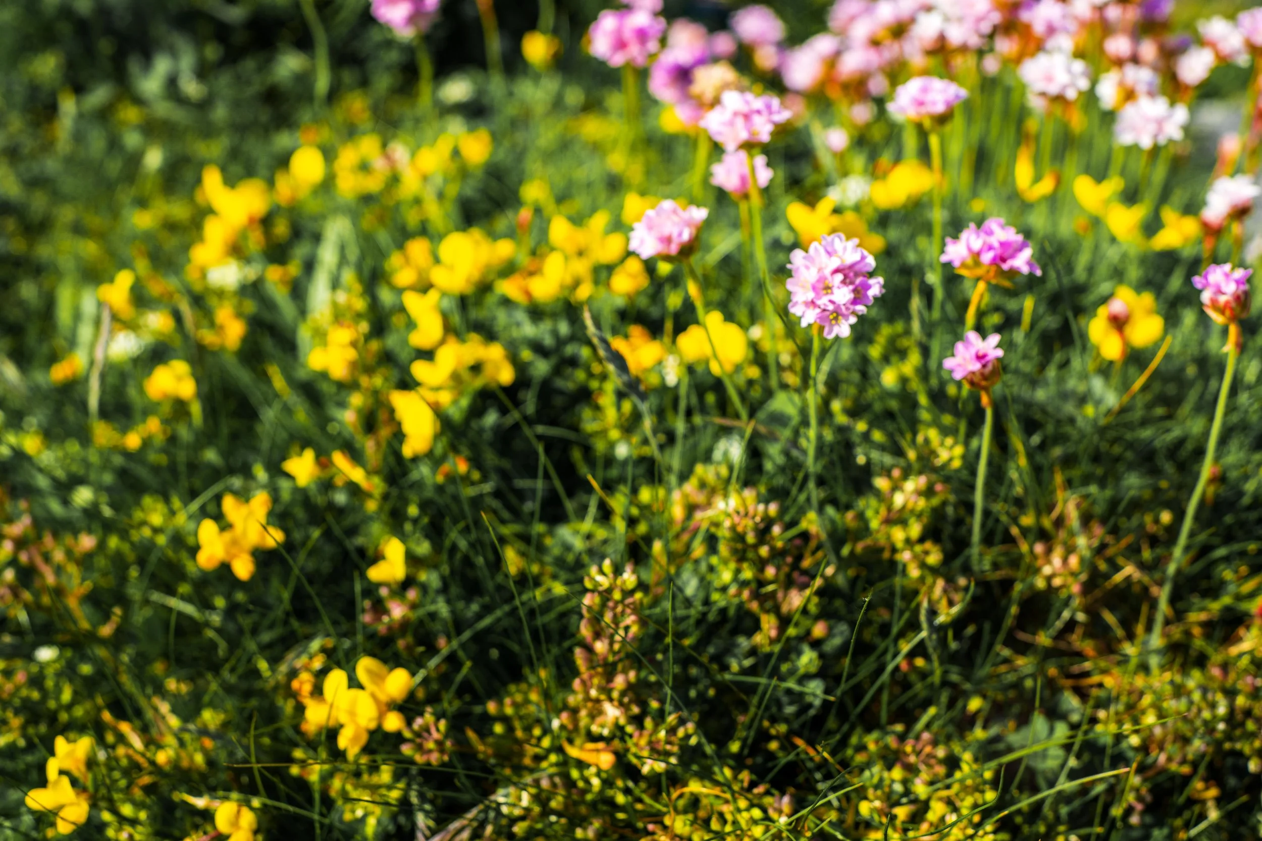 The best time to see wildflowers bloom in the Burren, Ireland — all the