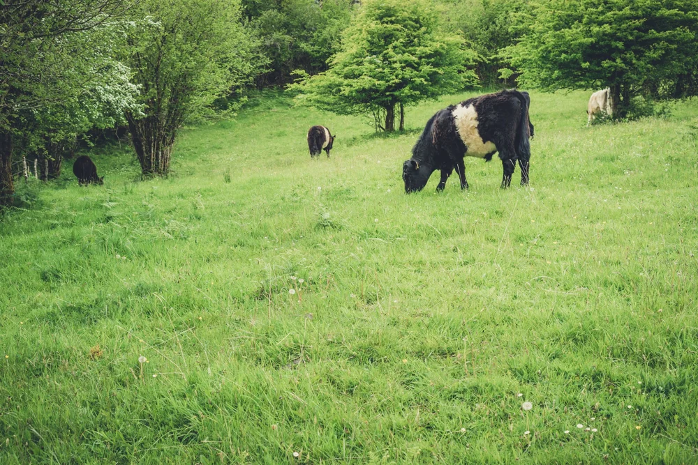 #Spring is the best time to see #wildflowers bloom in Burren National Park, Ireland. Visit in May for a spectacular display of colour and sunshine #ireland #travel #photography #offseason #nature