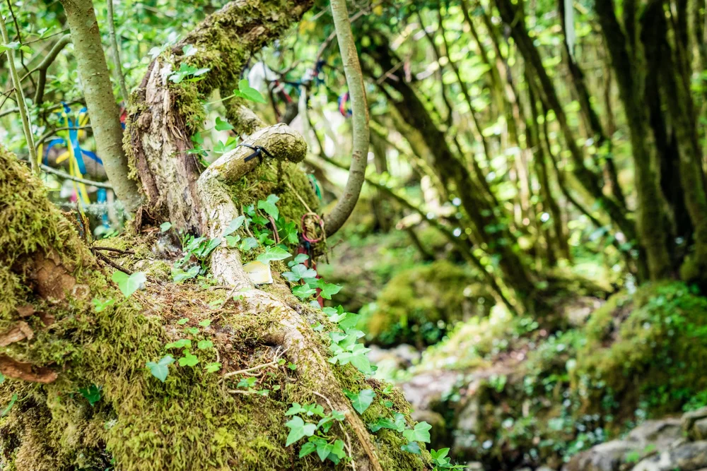 #Spring is the best time to see #wildflowers bloom in Burren National Park, Ireland. Visit in May for a spectacular display of colour and sunshine #ireland #travel #photography #offseason #nature