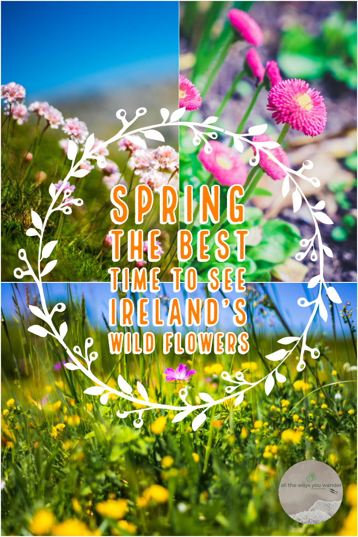 #Spring is the best time to see #wildflowers bloom in the Burren #Ireland | all the ways you wander | #nature #travel