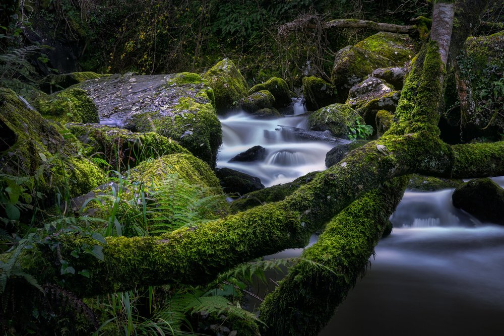 Hidden forest details Ireland