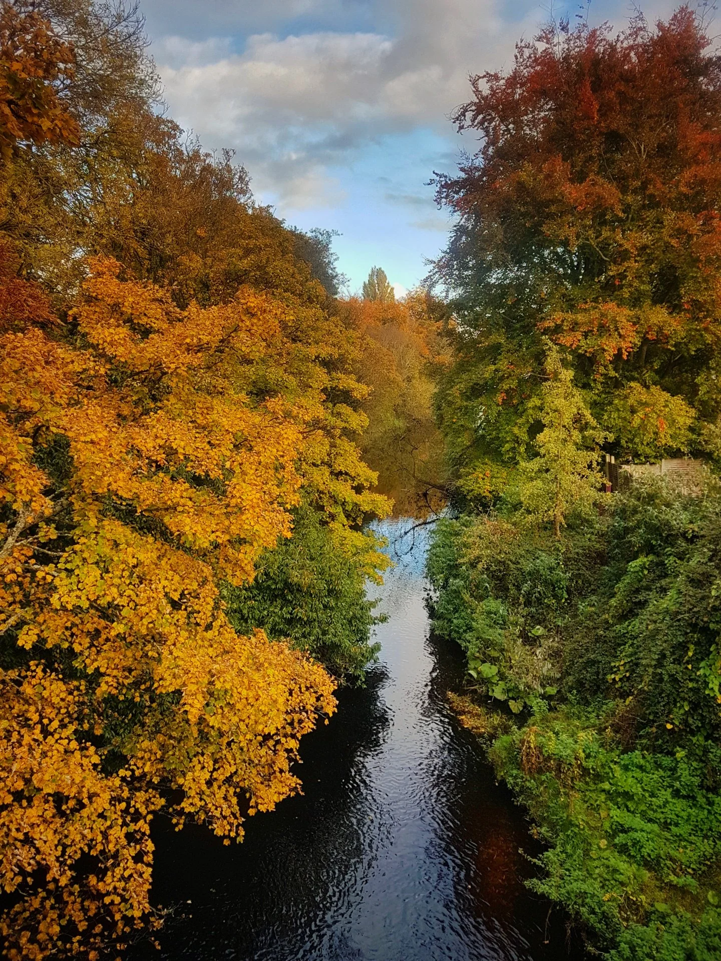 Dodder Greenway.jpeg
