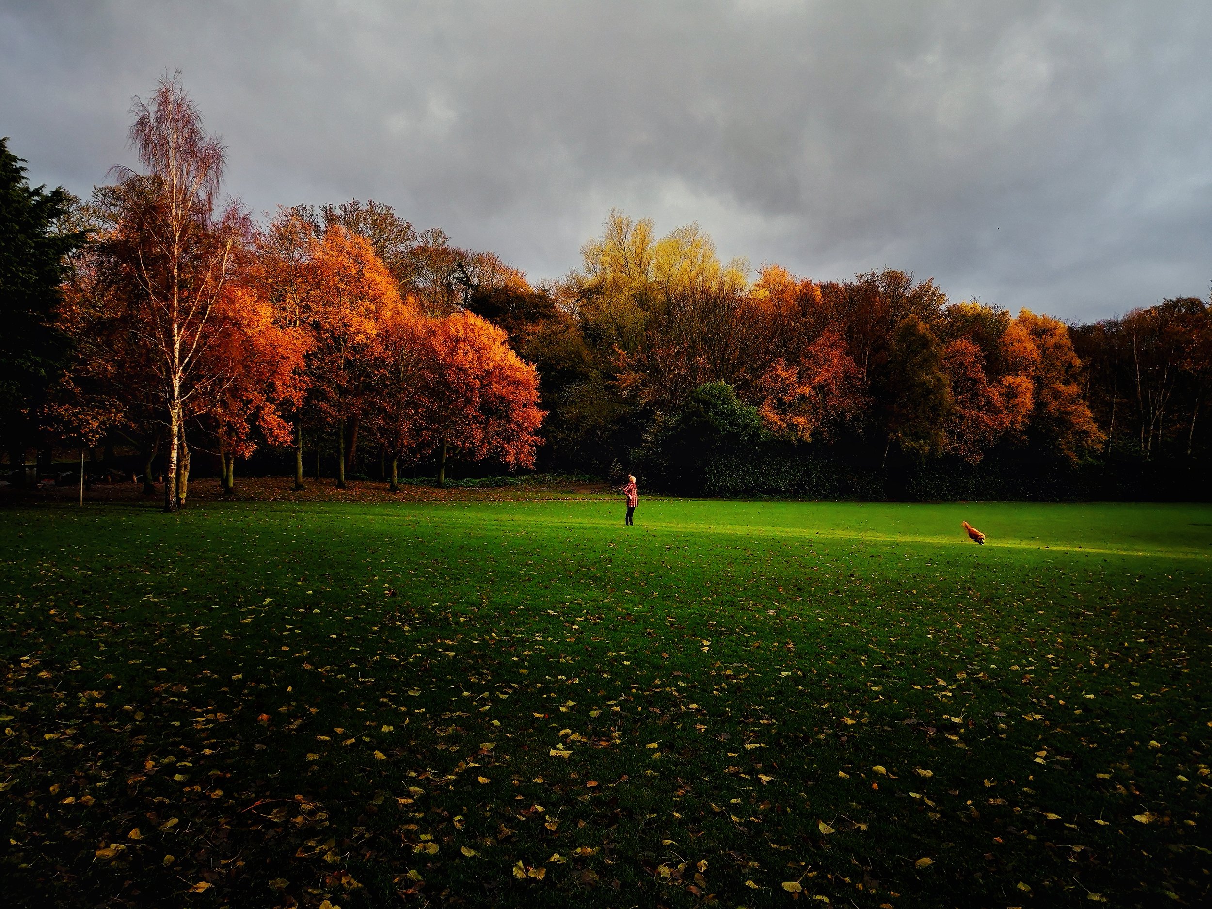 Dodder Park.jpg