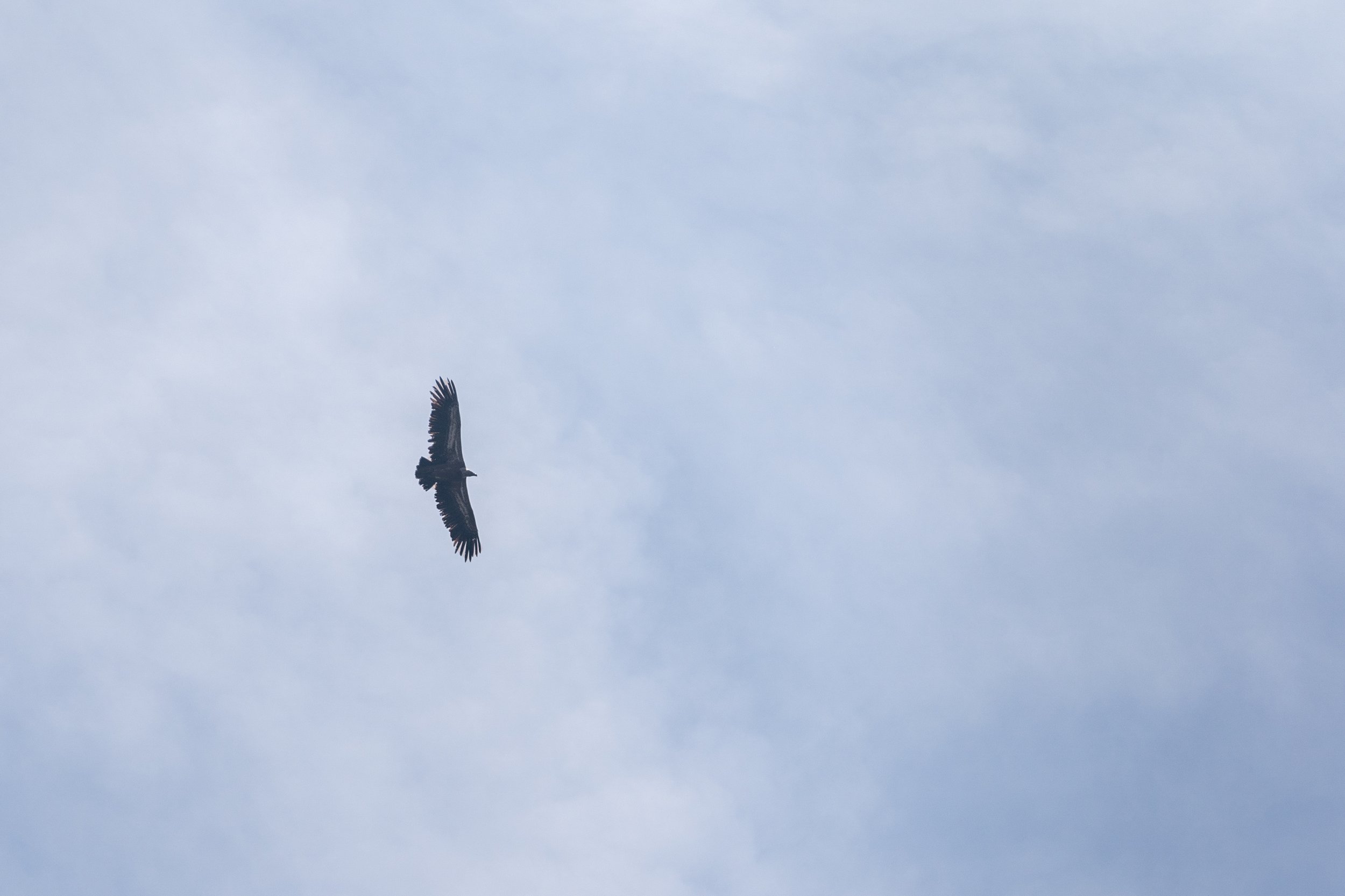 Vulture soaring in the sky over Andalucía