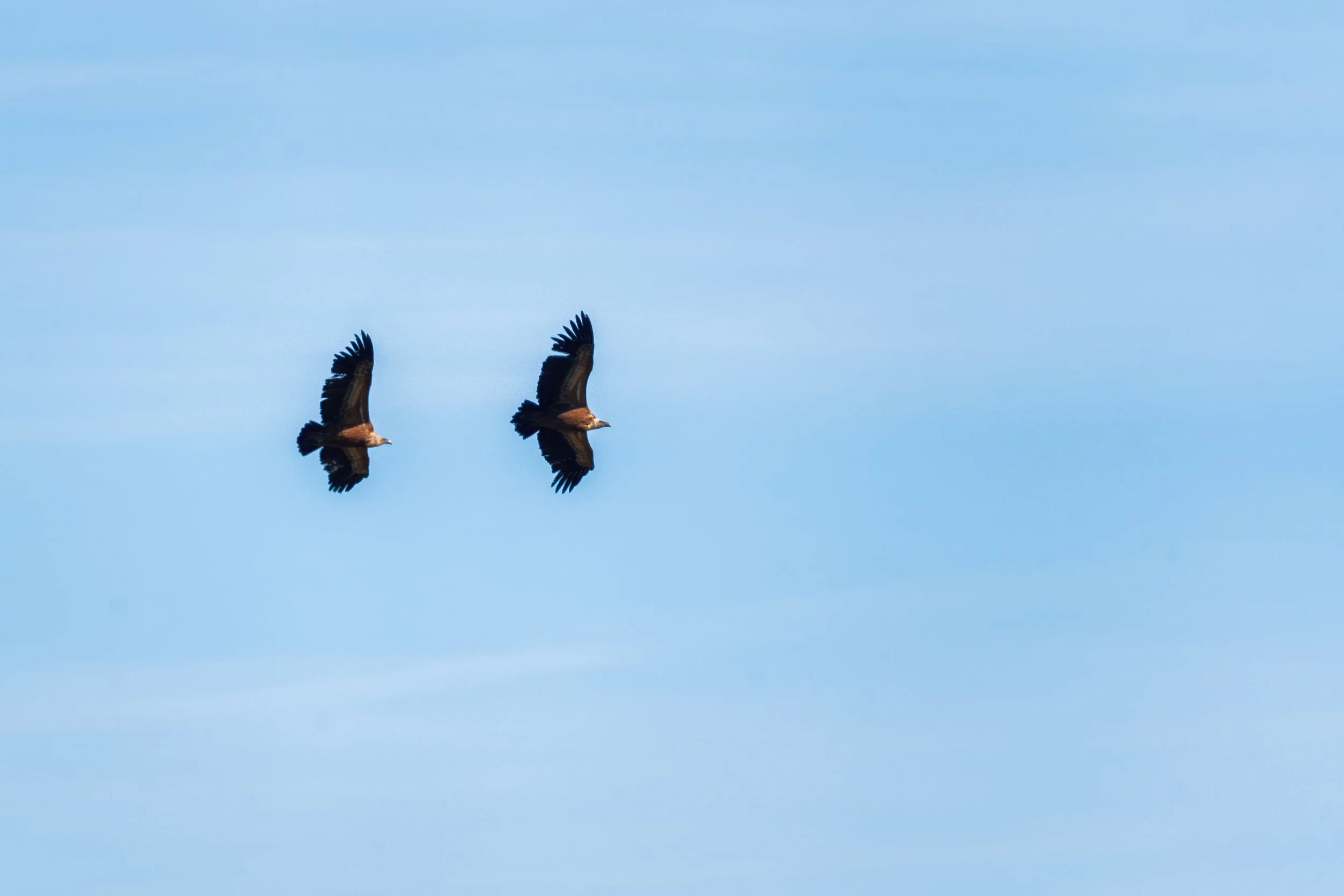 Birds of prey in Andalucía