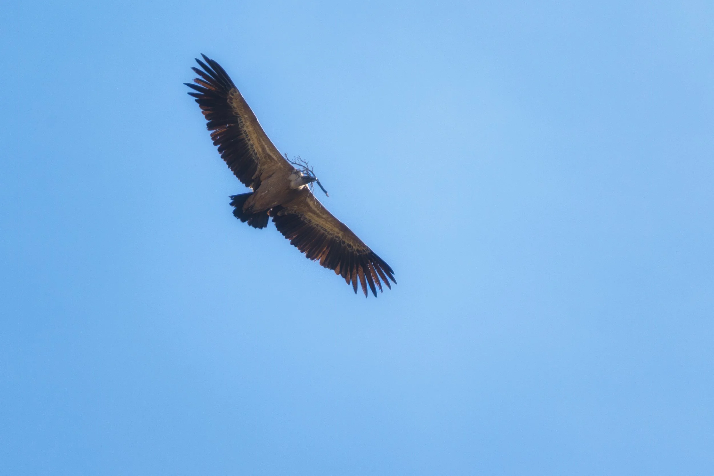 Vulture gliding in clear blue sky