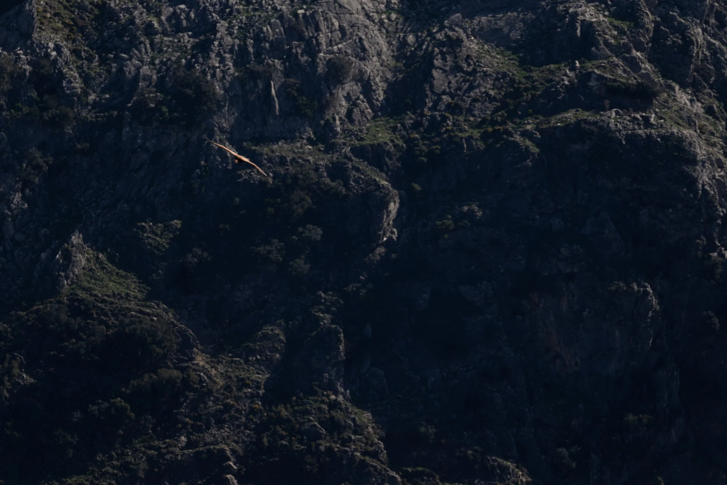 Vulture in mountainous terrain