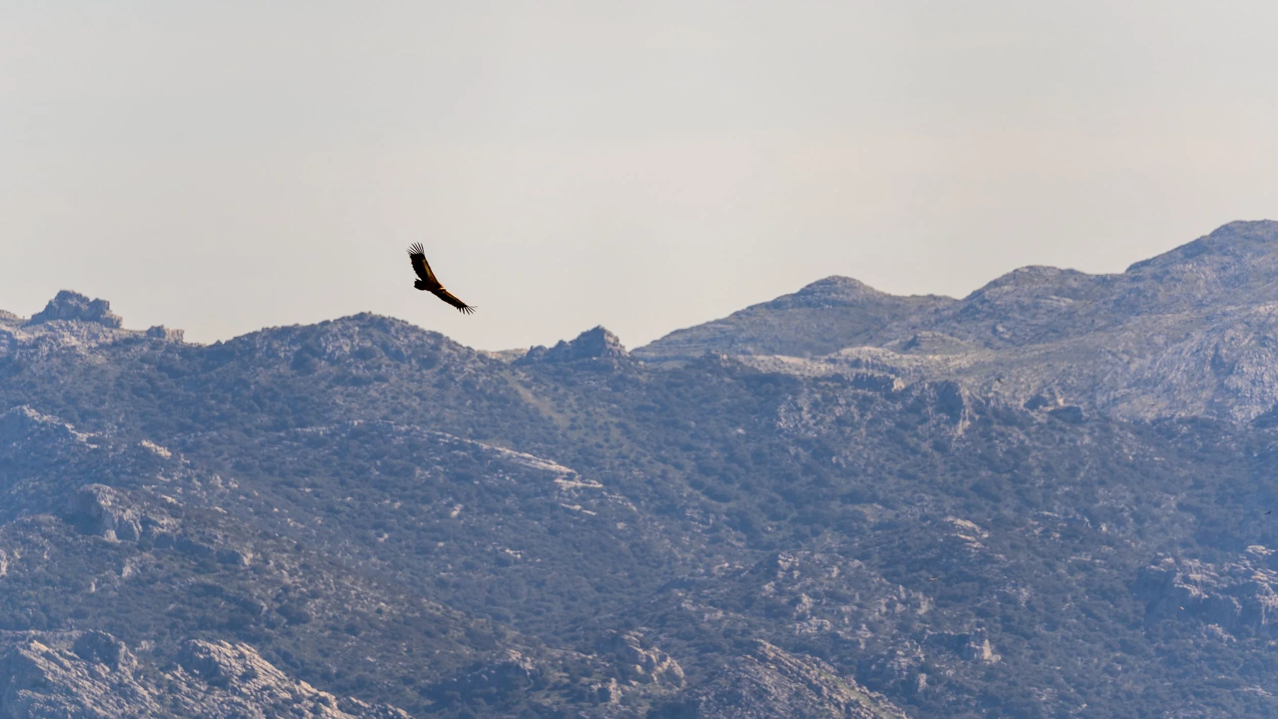 Vulture in flight over mountains