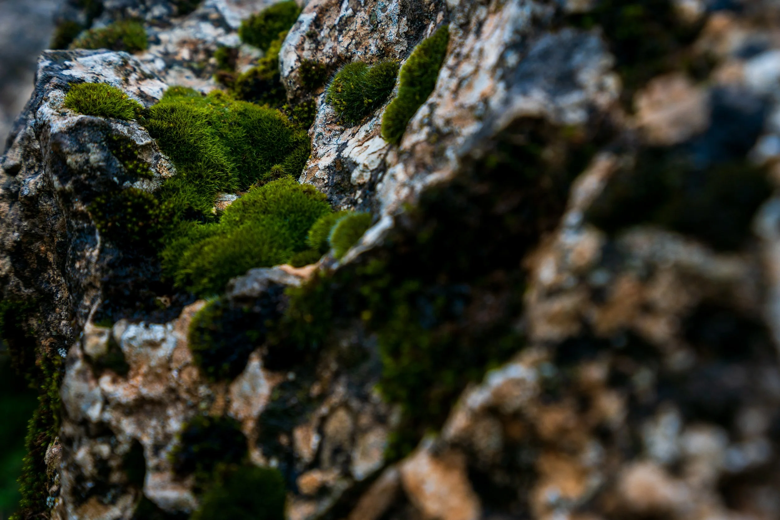 Close-up of vibrant moss and plants at El Torcal