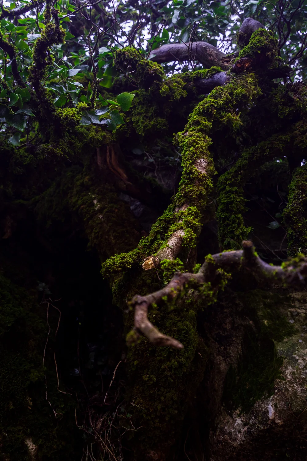 Mossy rock close-up reveals El Torcal's natural beauty