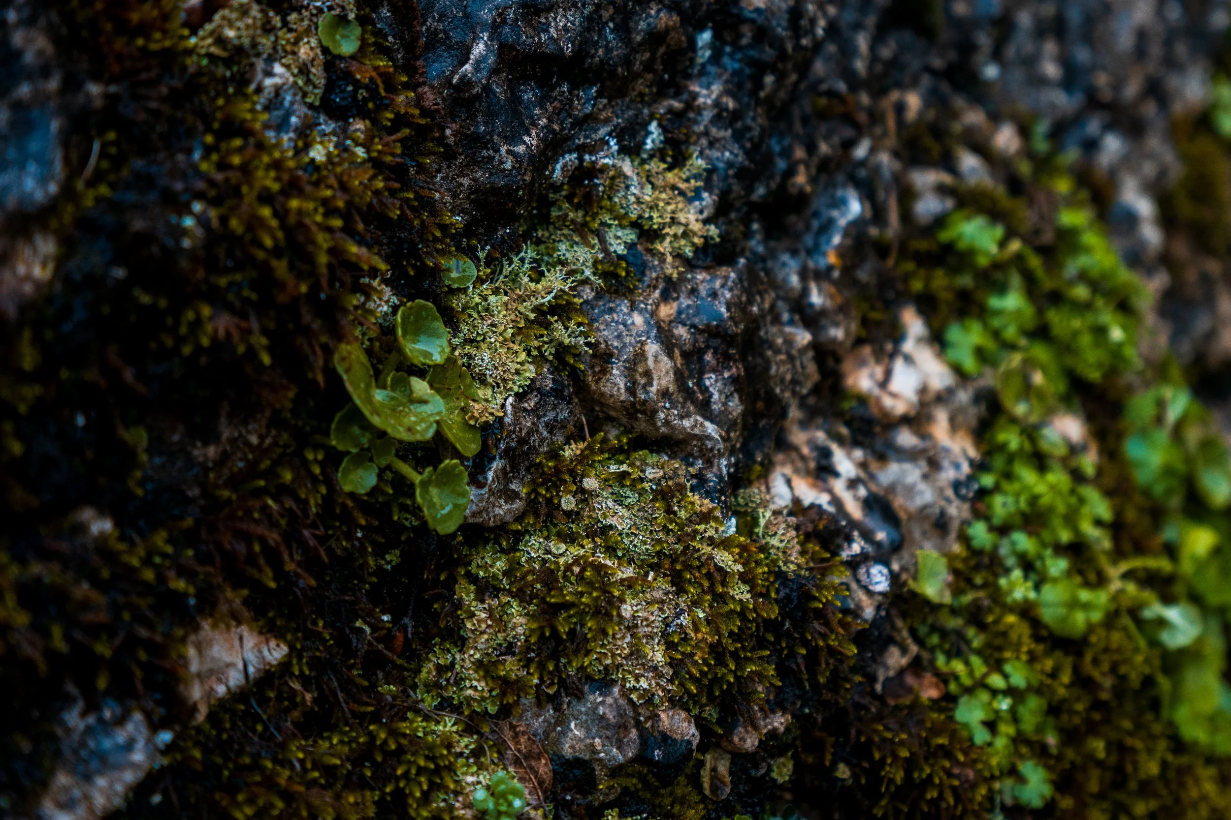 Water droplets glisten on El Torcal's greenery