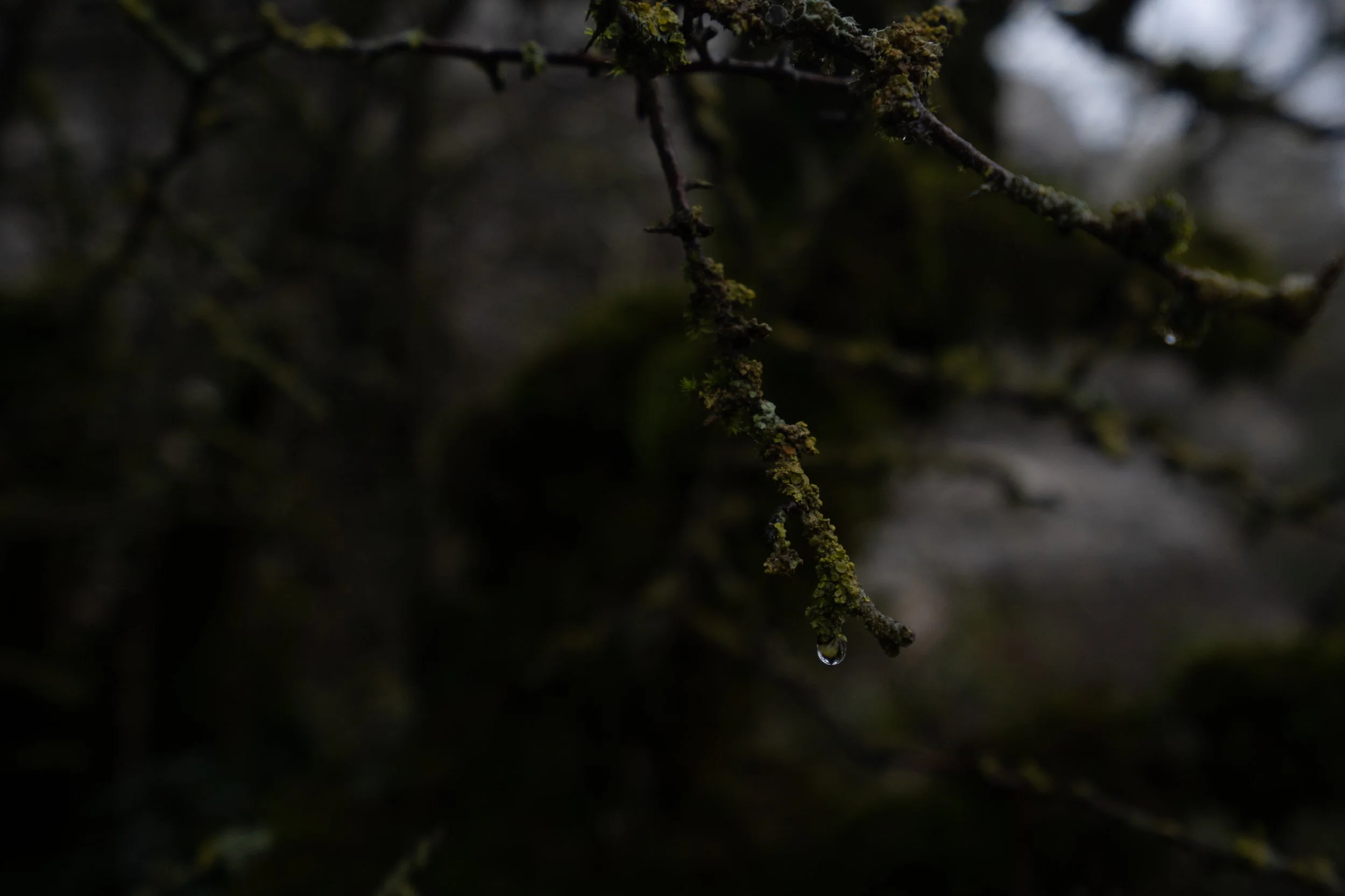 Close-up of moss and lichen on El Torcal rock wall