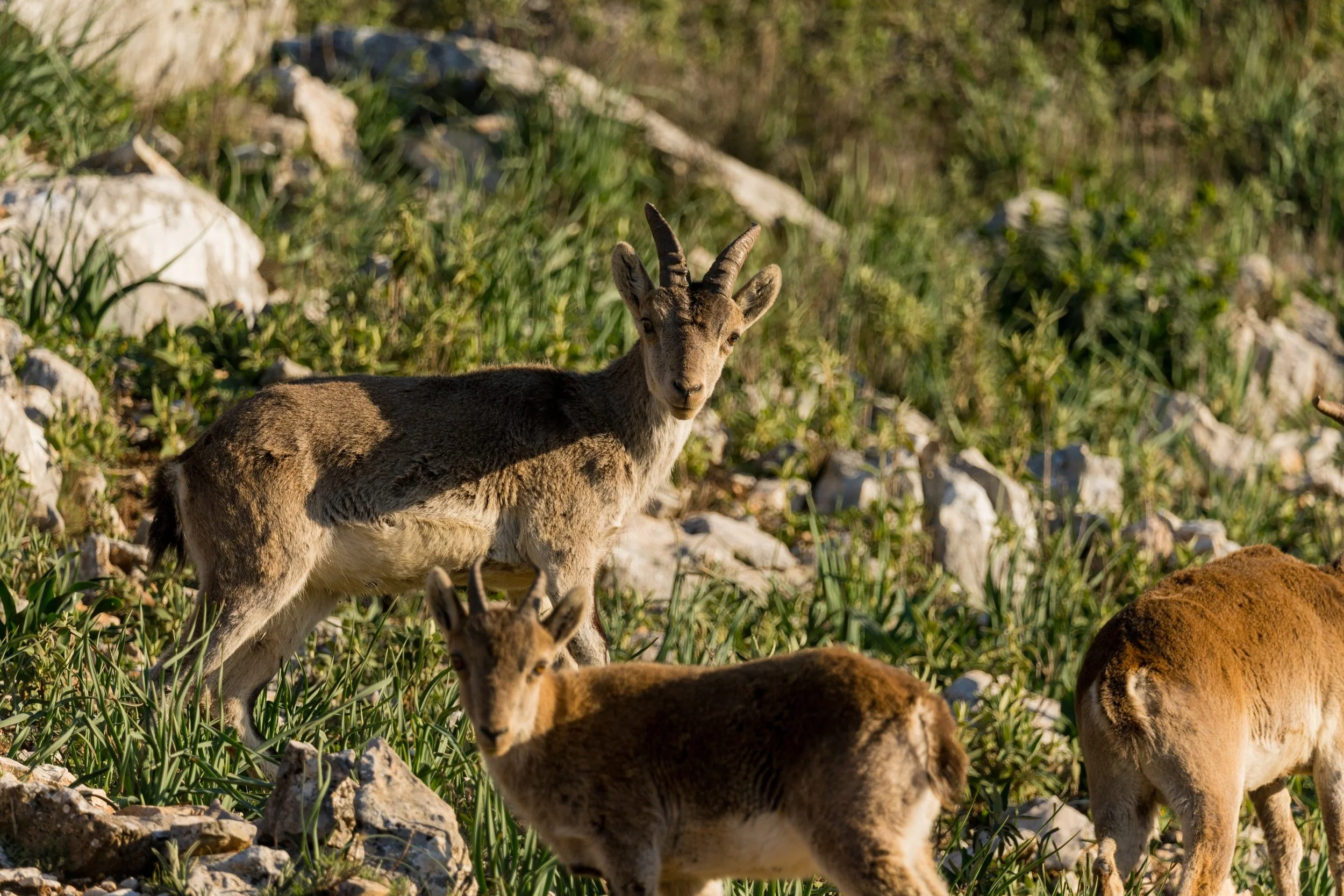 Spanish ibex at El Torcal 1