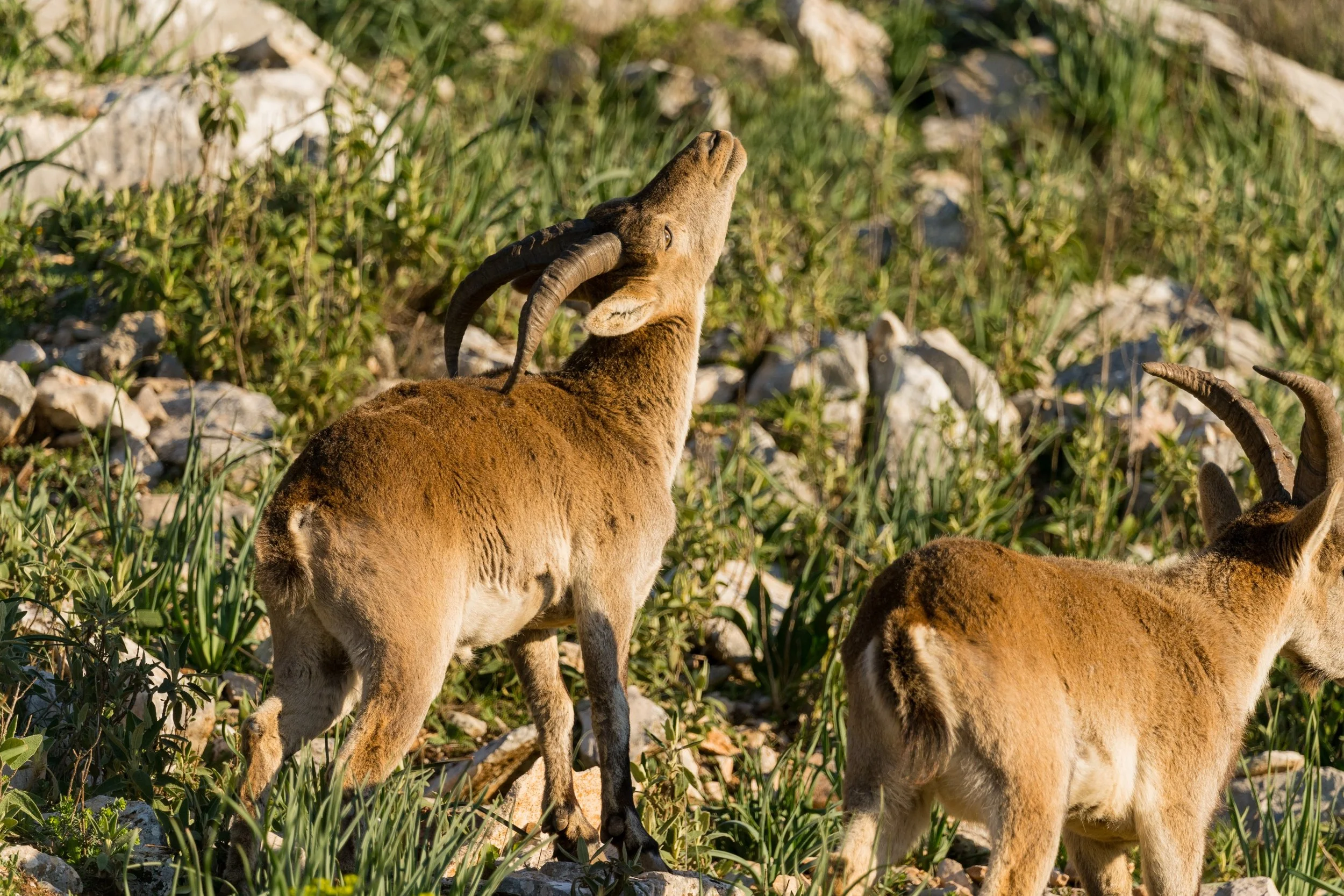 Spanish ibex at El Torcal 2