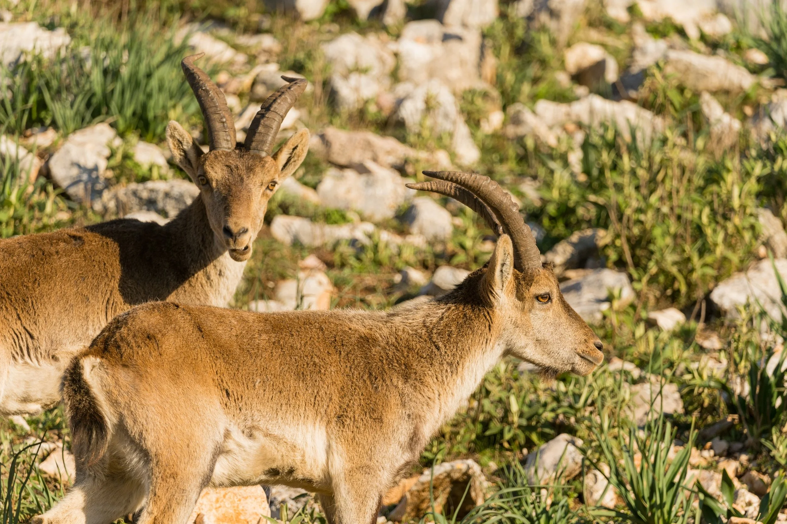 Spanish ibex at El Torcal 3