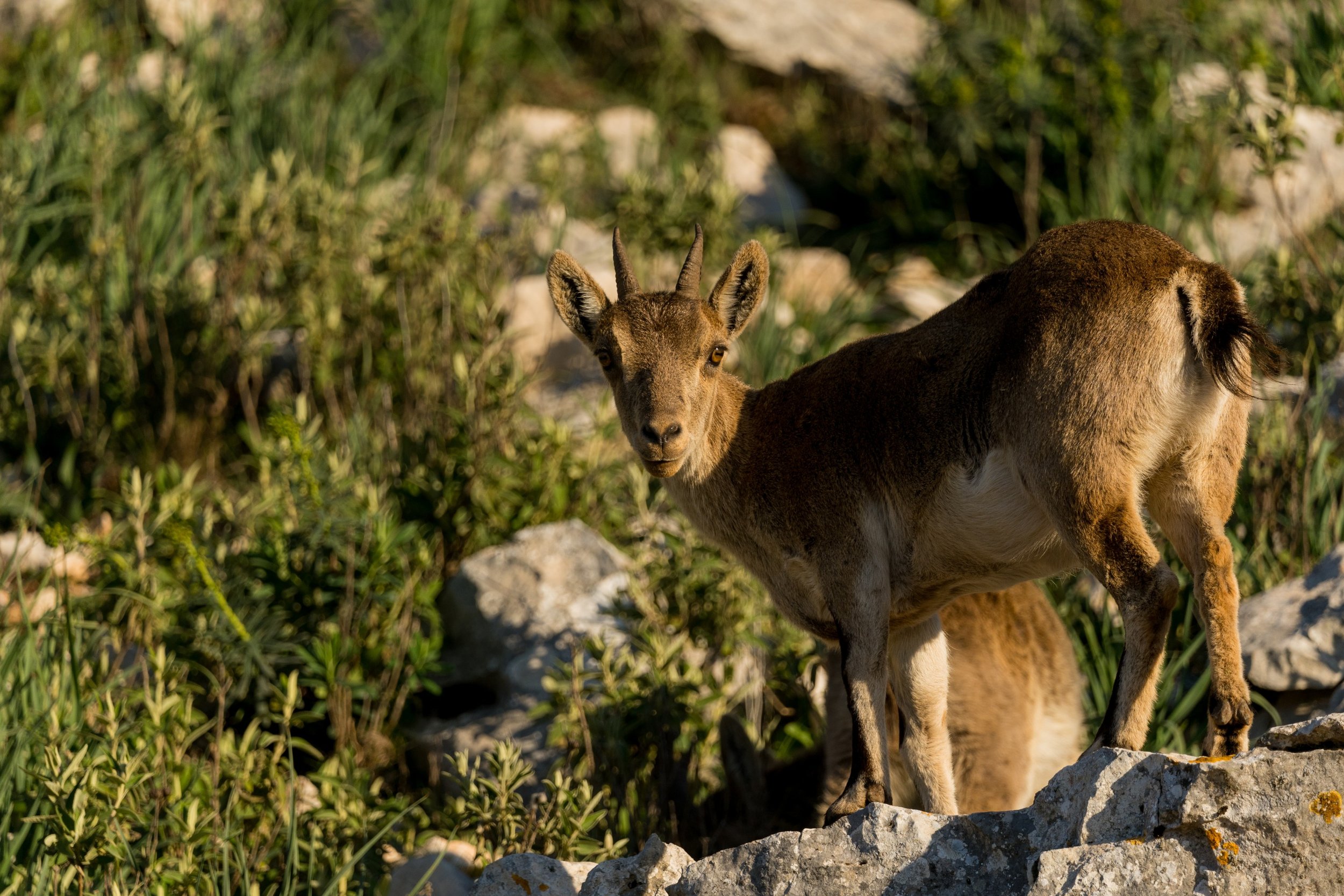 Spanish ibex at El Torcal 4