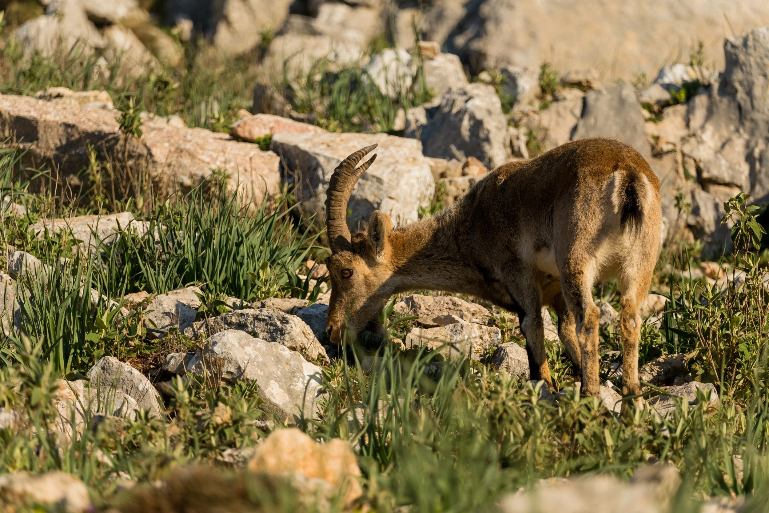 Spanish ibex at El Torcal 5