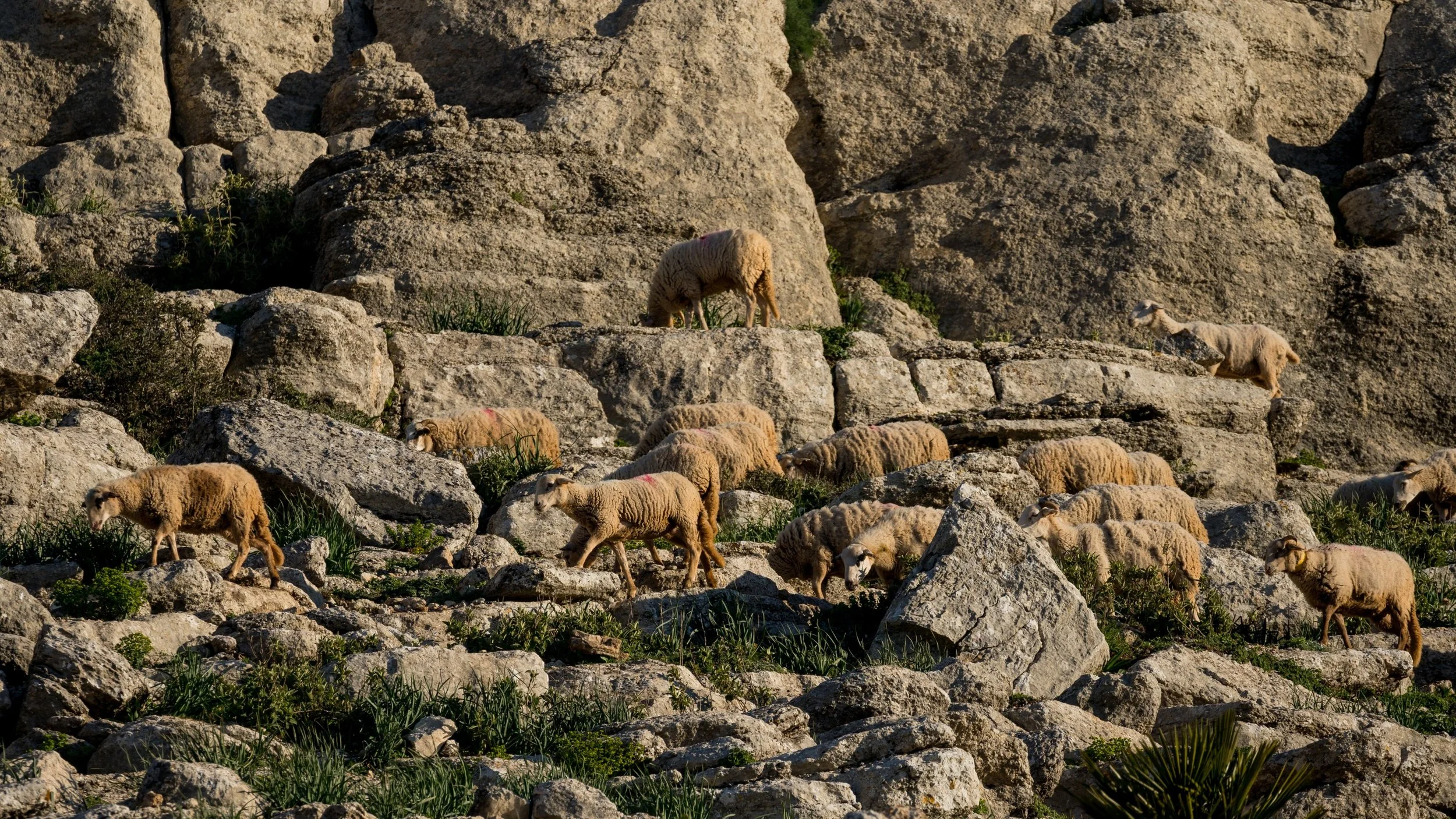 Spanish ibex at El Torcal 6