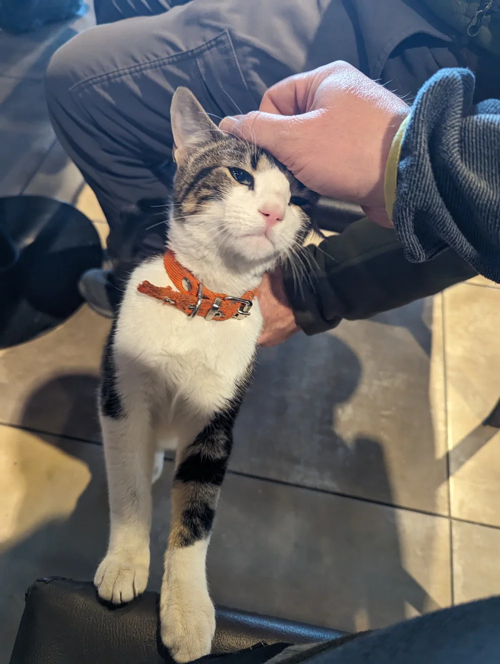 Happy cat in Patagonia