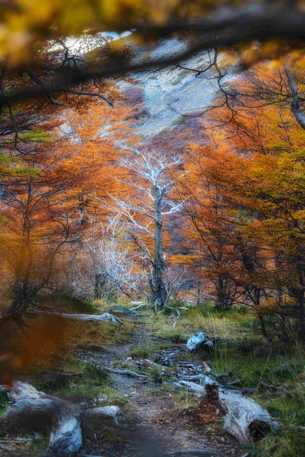 Patagonia fall colour