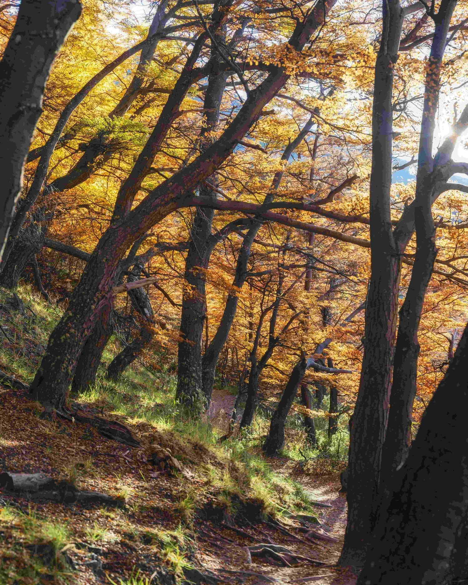 Fall colour photography Patagonia