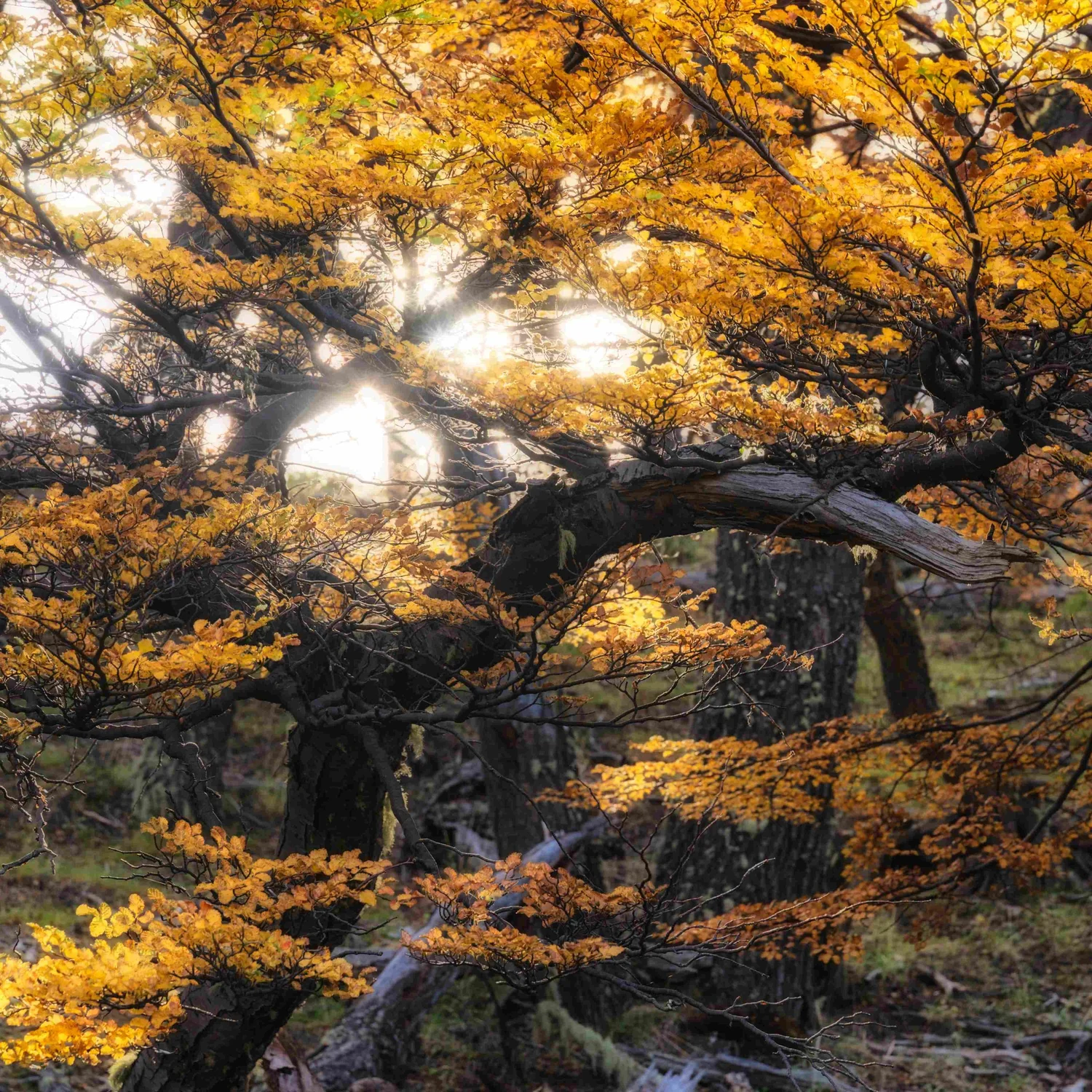 Autumn colour Patagonia
