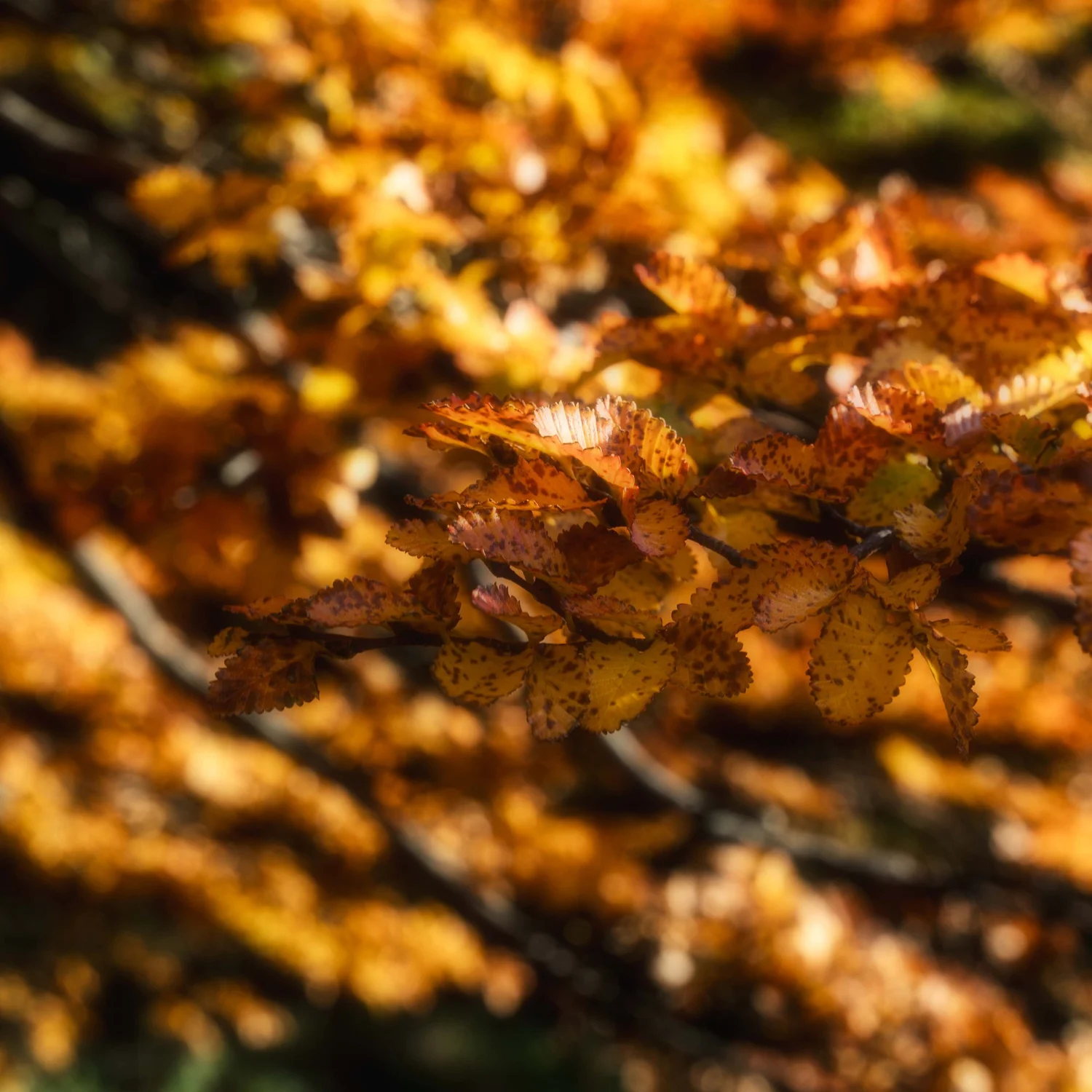 Fall colour Patagonia