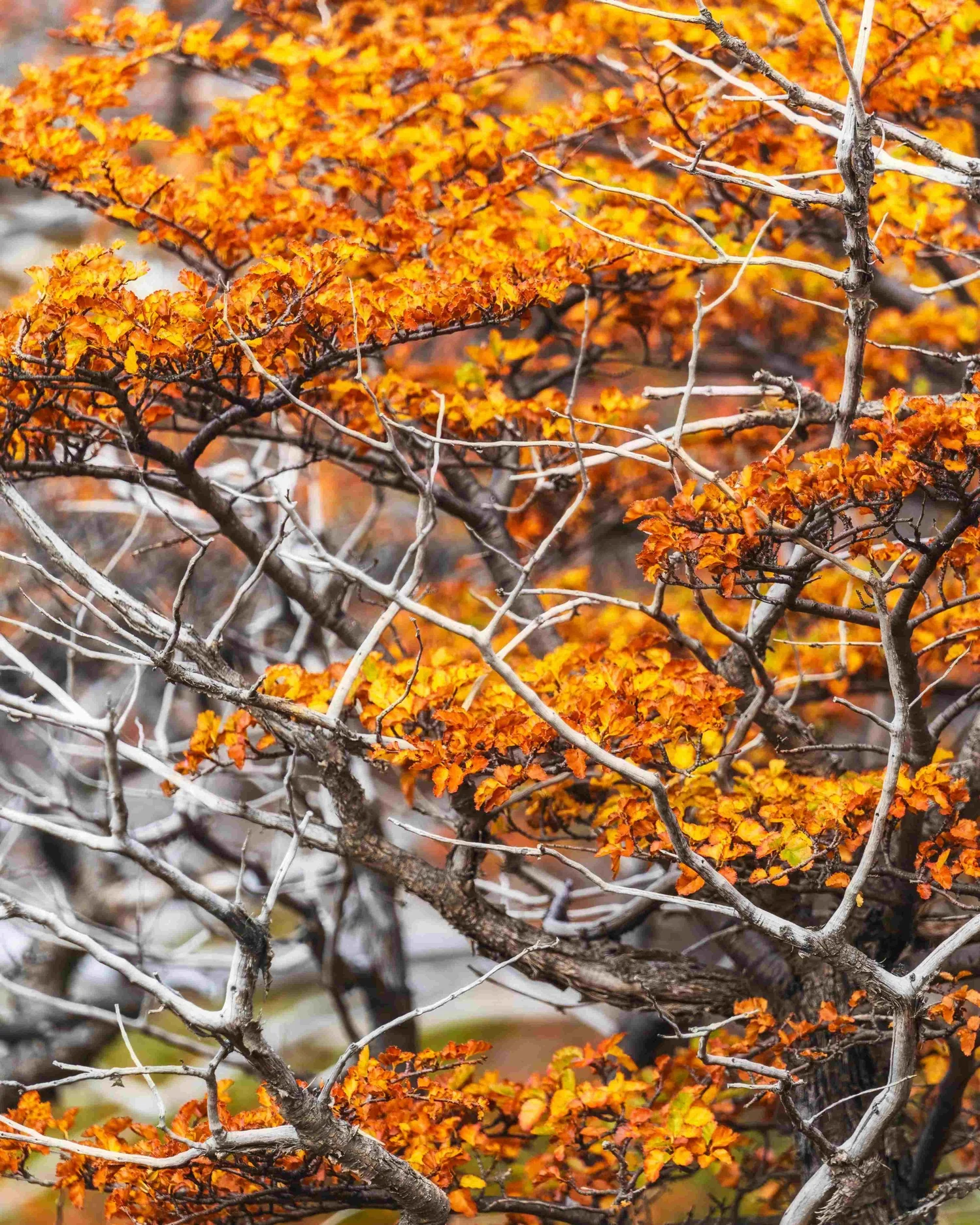 Patagonia Fall Colours Neil Arthurs Photography