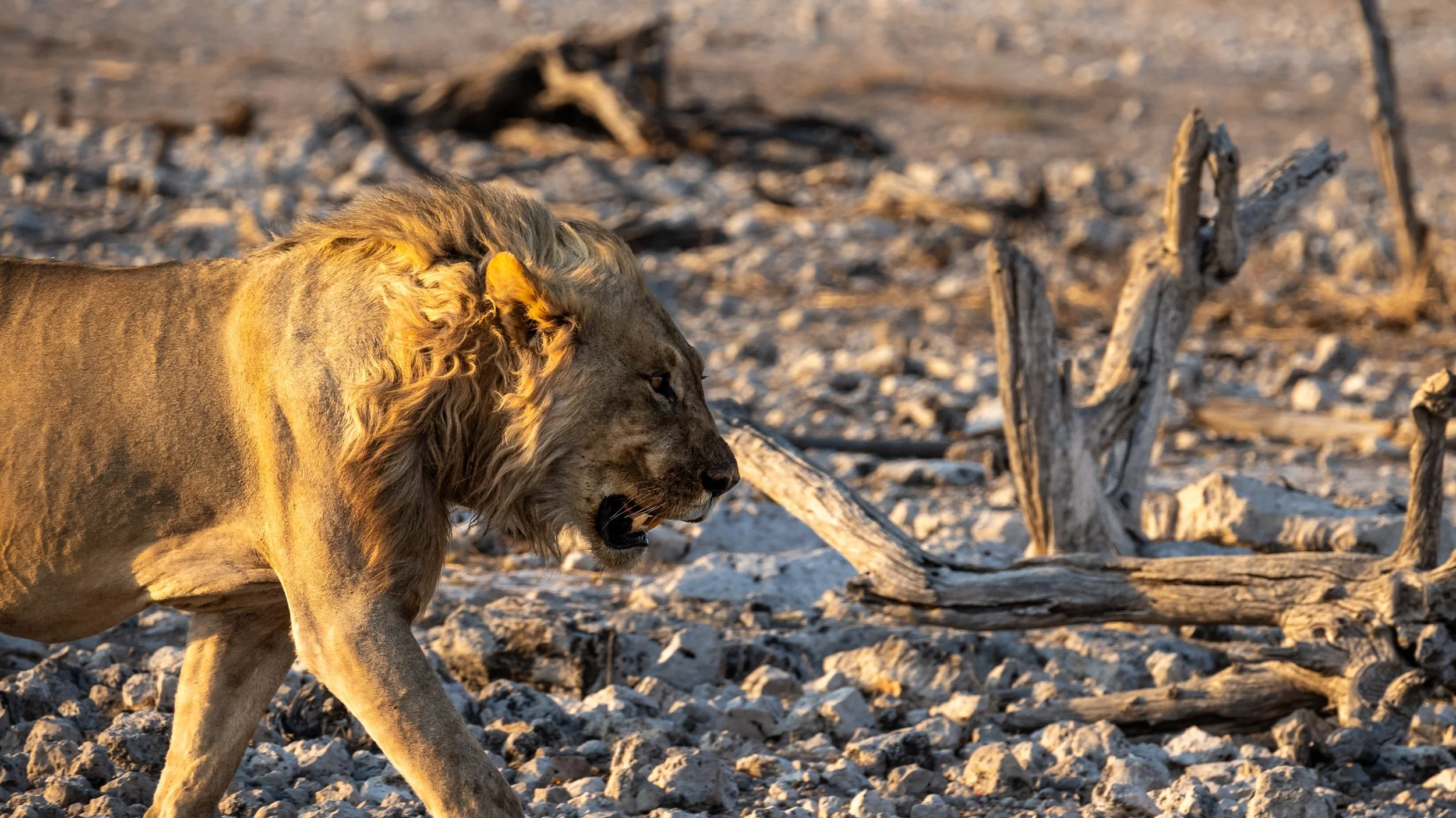 Namibia Safari Equipment Guide
