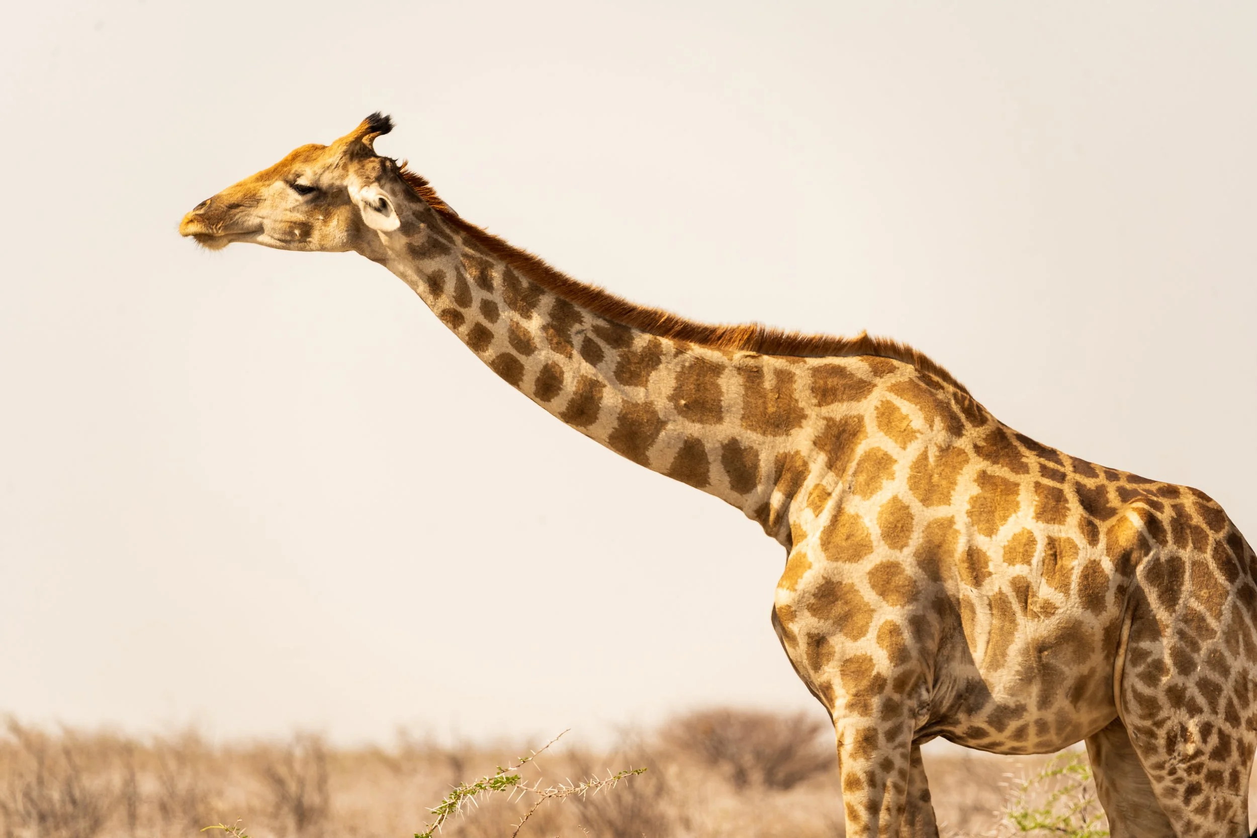 Namibia Safari Lessons