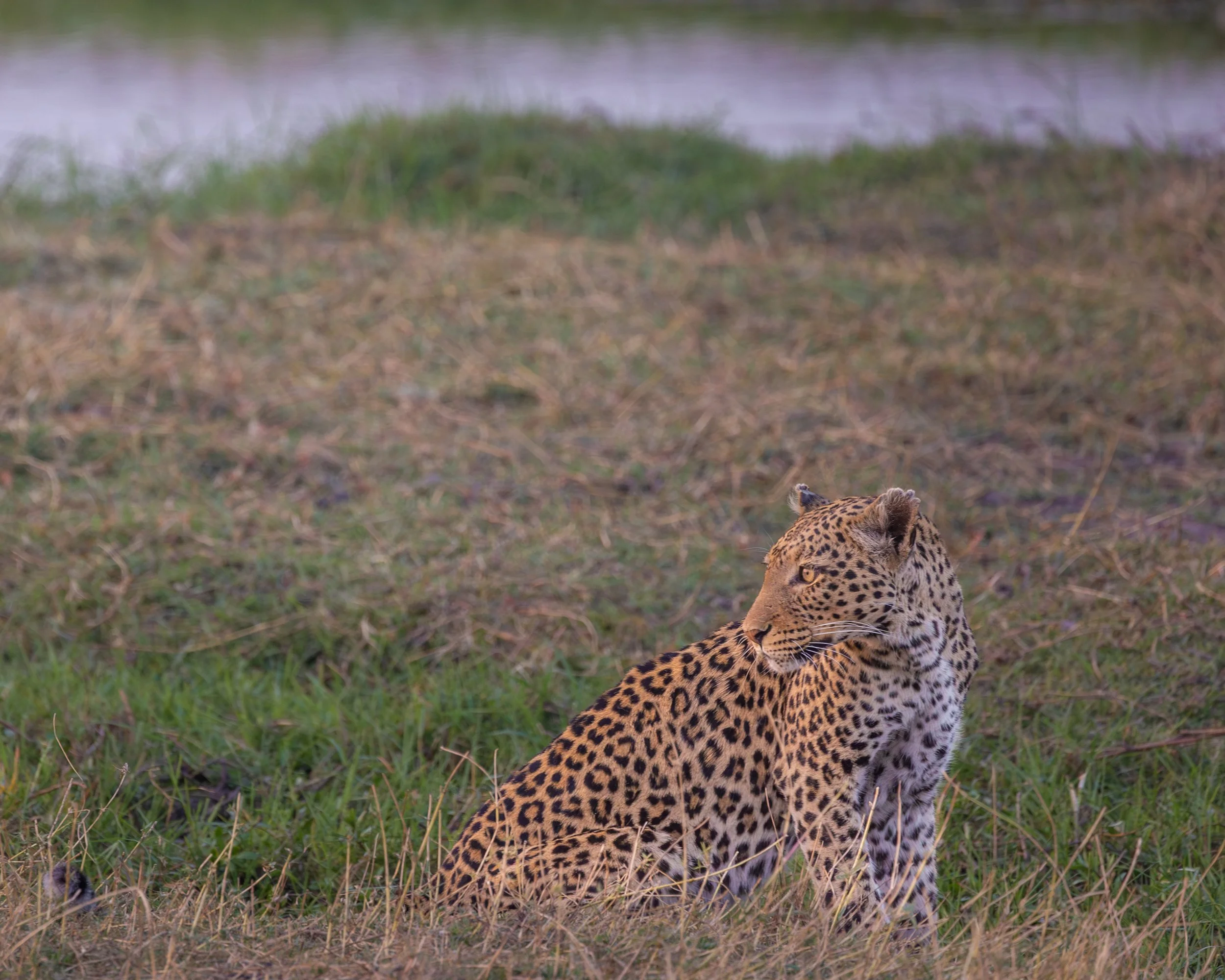 Elephants, Lions, and the Start of a Botswana Safari