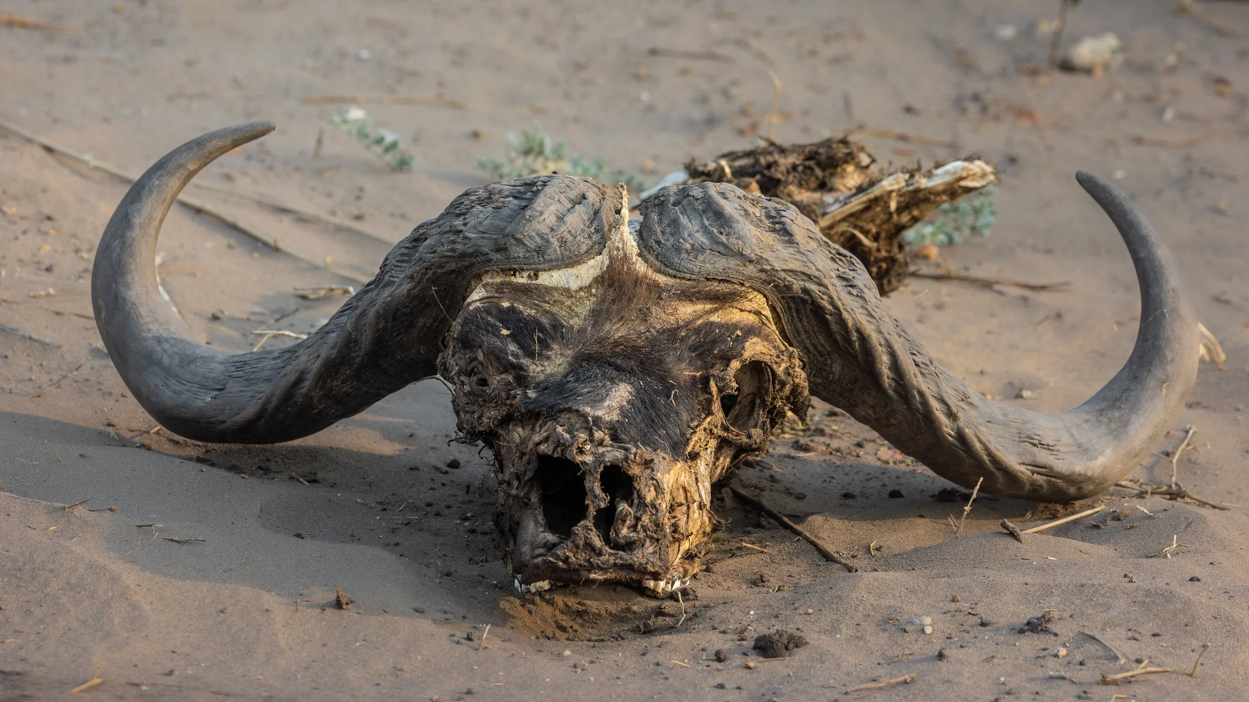 The Wild Heart of Botswana