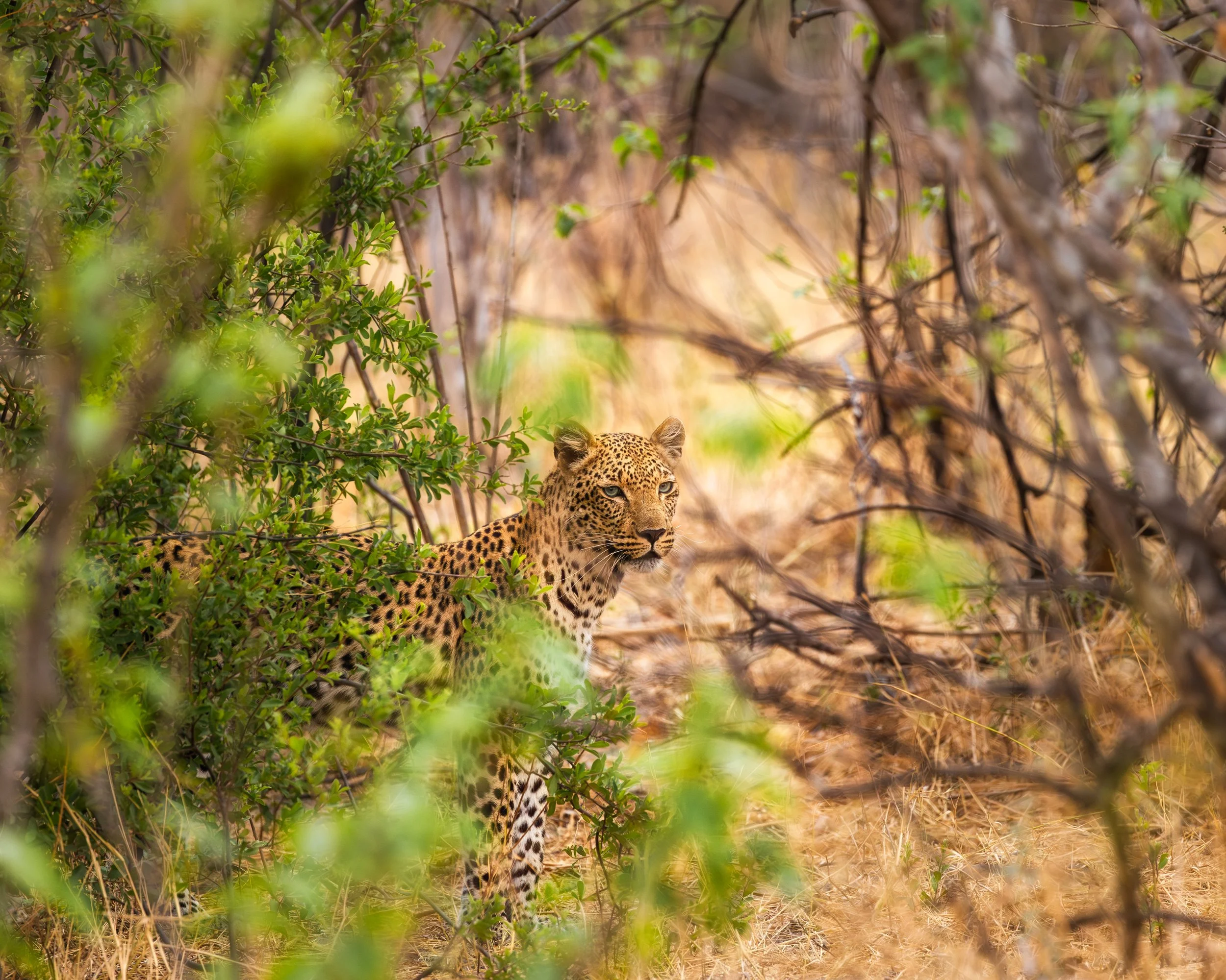 Okavango Delta Leopard Sighting