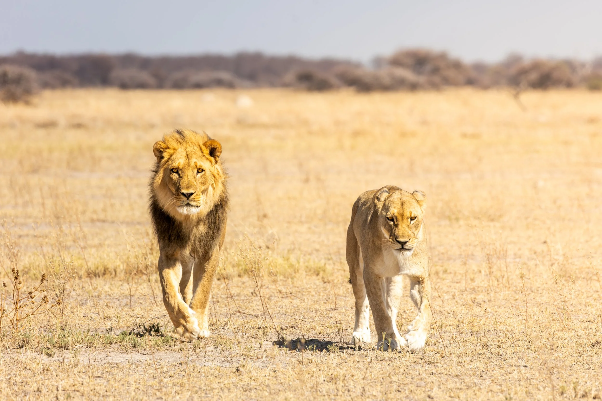 The Final Chapter of Botswana