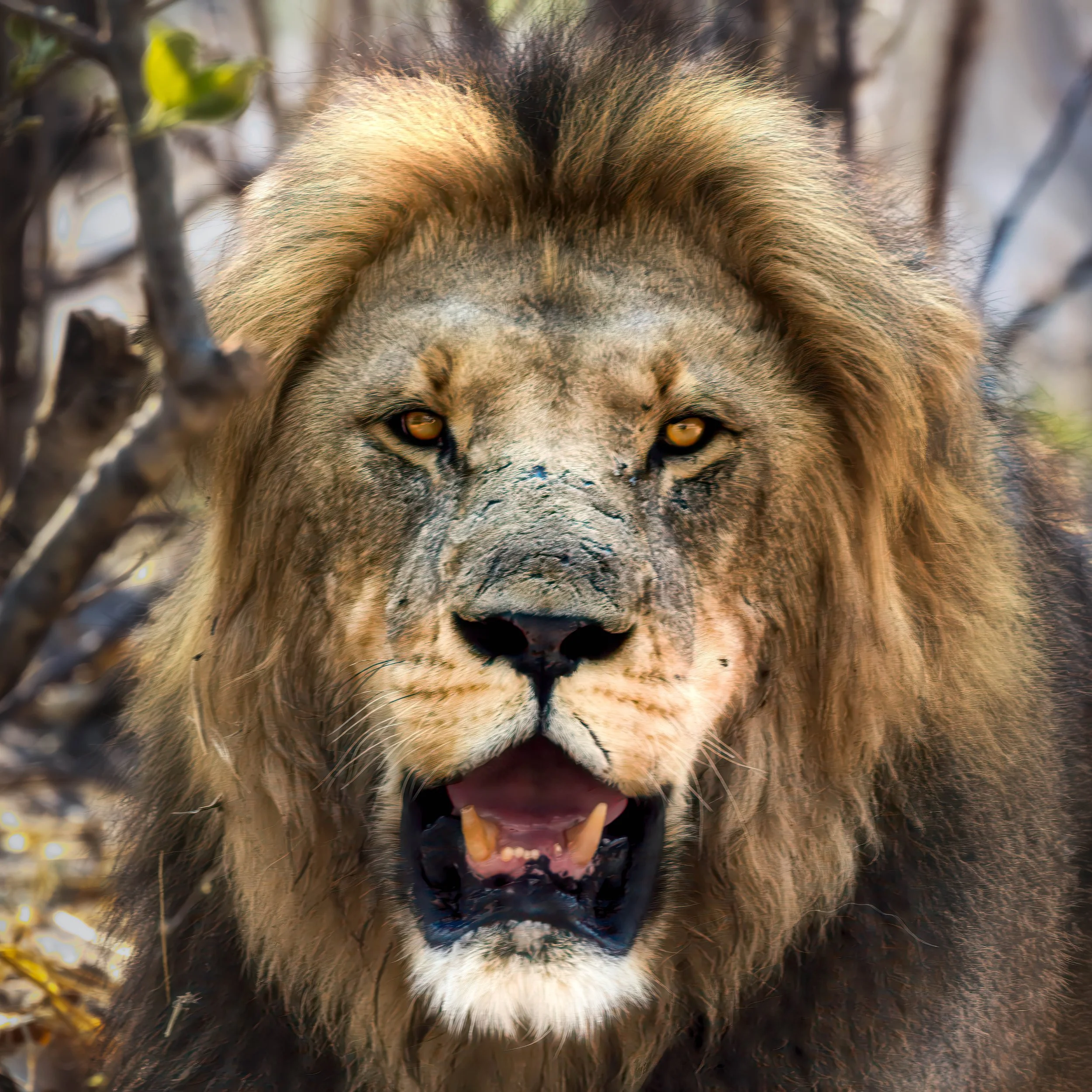 Botswana Safari