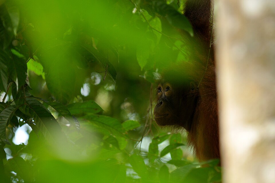 Borneo Photography
