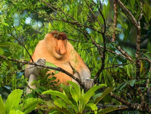 Kinabatangan River Photography