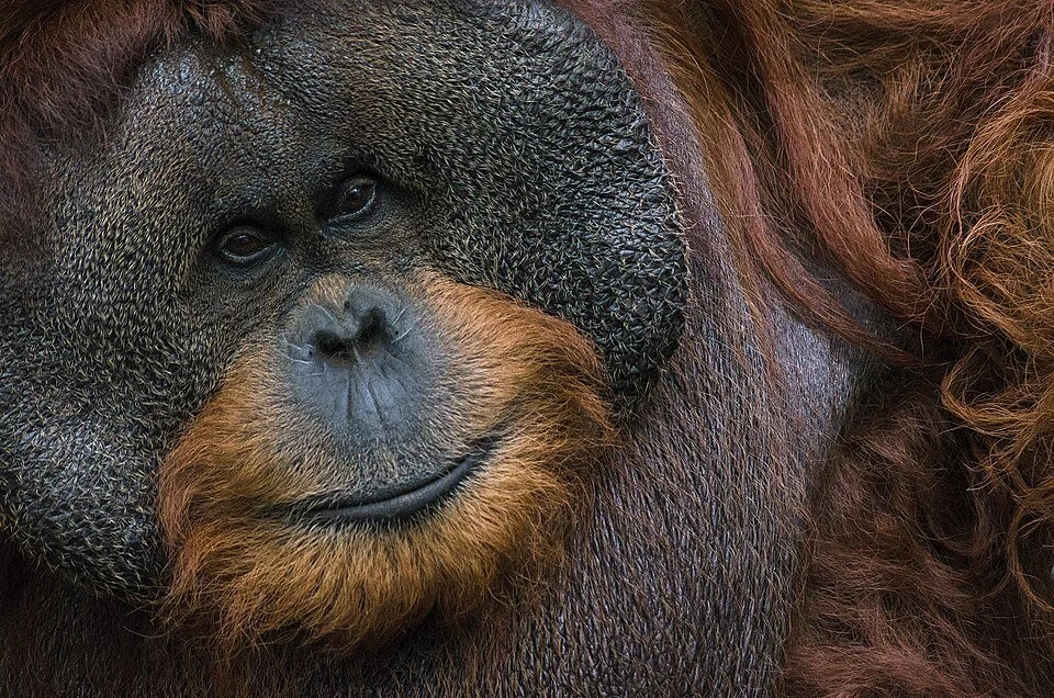 Danum Valley Photography