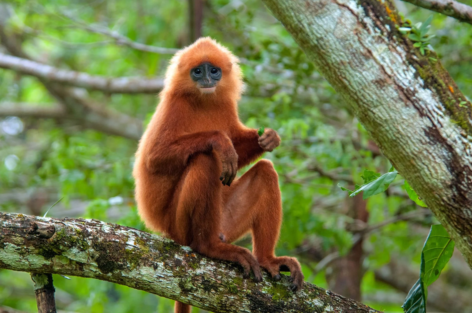 Wildlife Photography Ethics