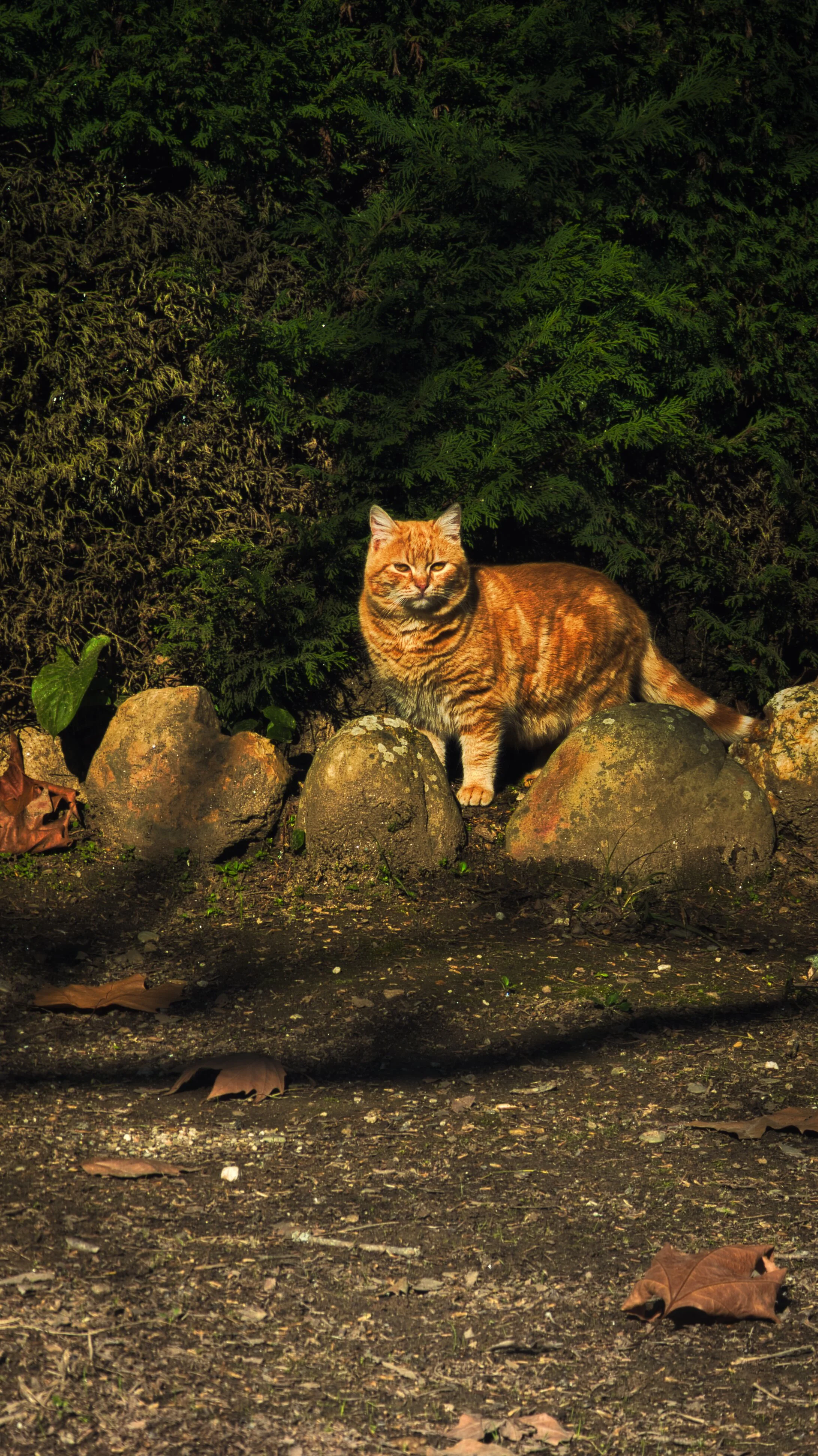 An orange tabby cat sitting on the ground, surrounded by rocks, with green bushes in the background.