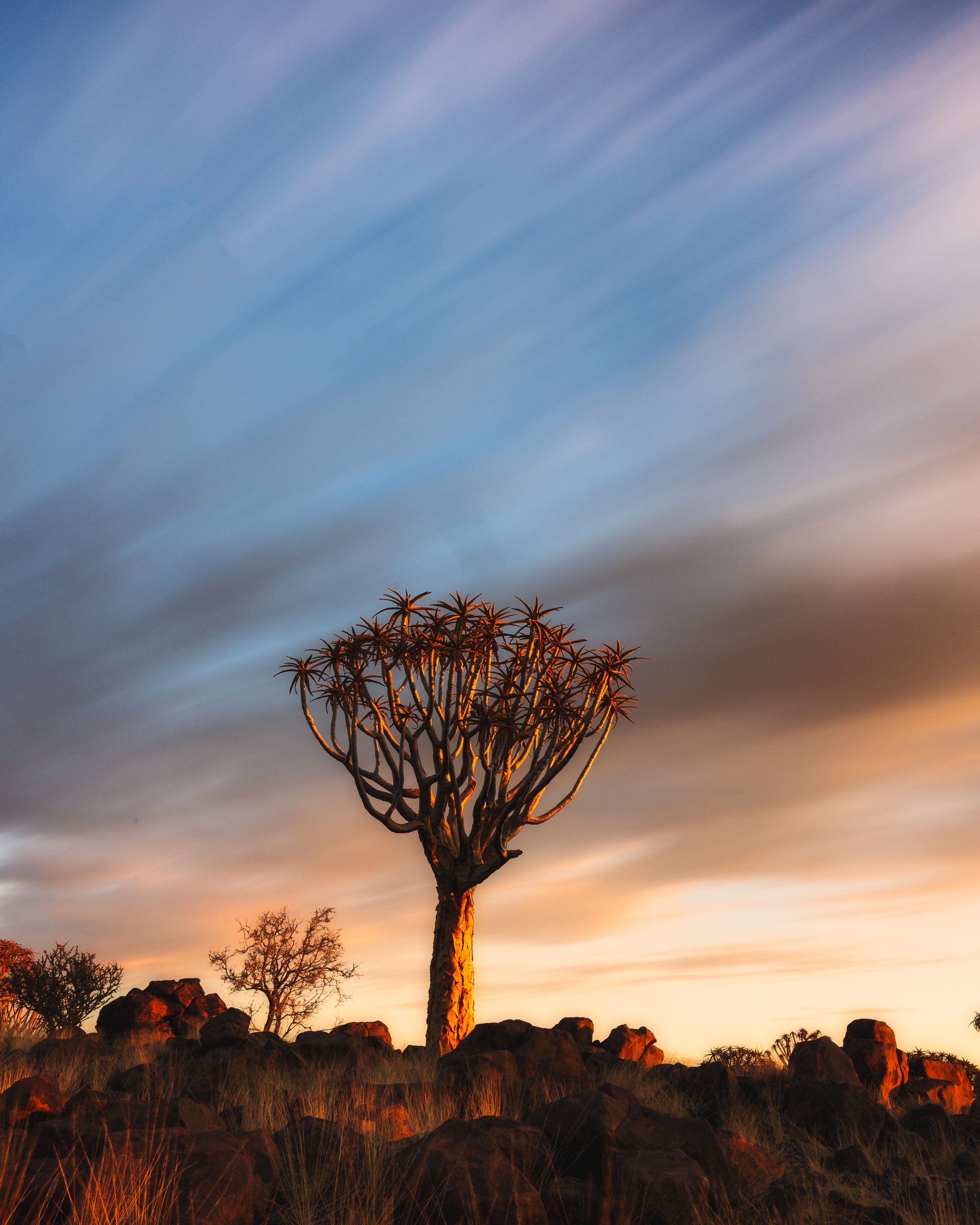 A desert landscape at sunset with a quiver tree, rocks, and sparse vegetation under a colorful sky.