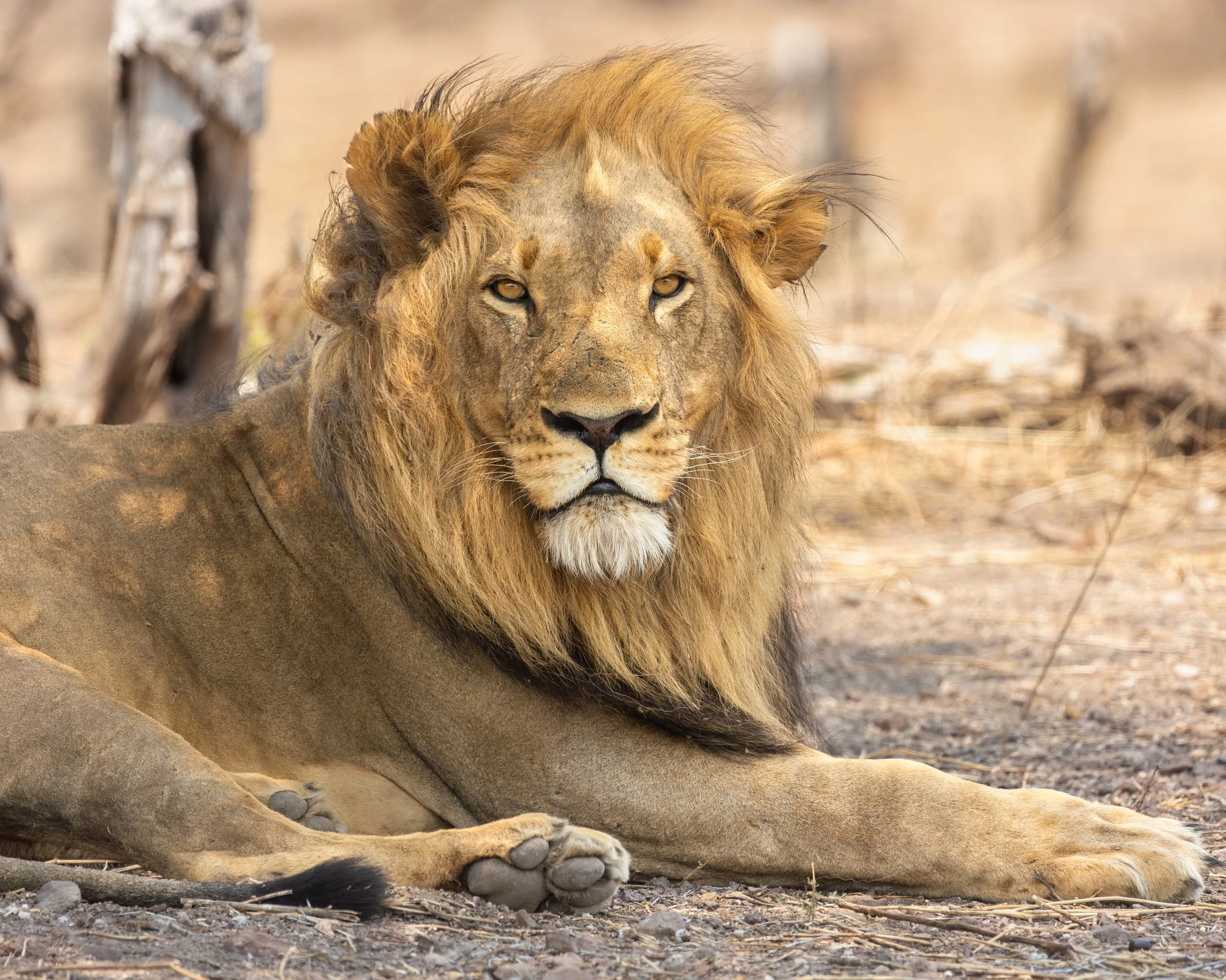 A lion resting on the ground in a dry savanna, facing the camera with a calm expression.