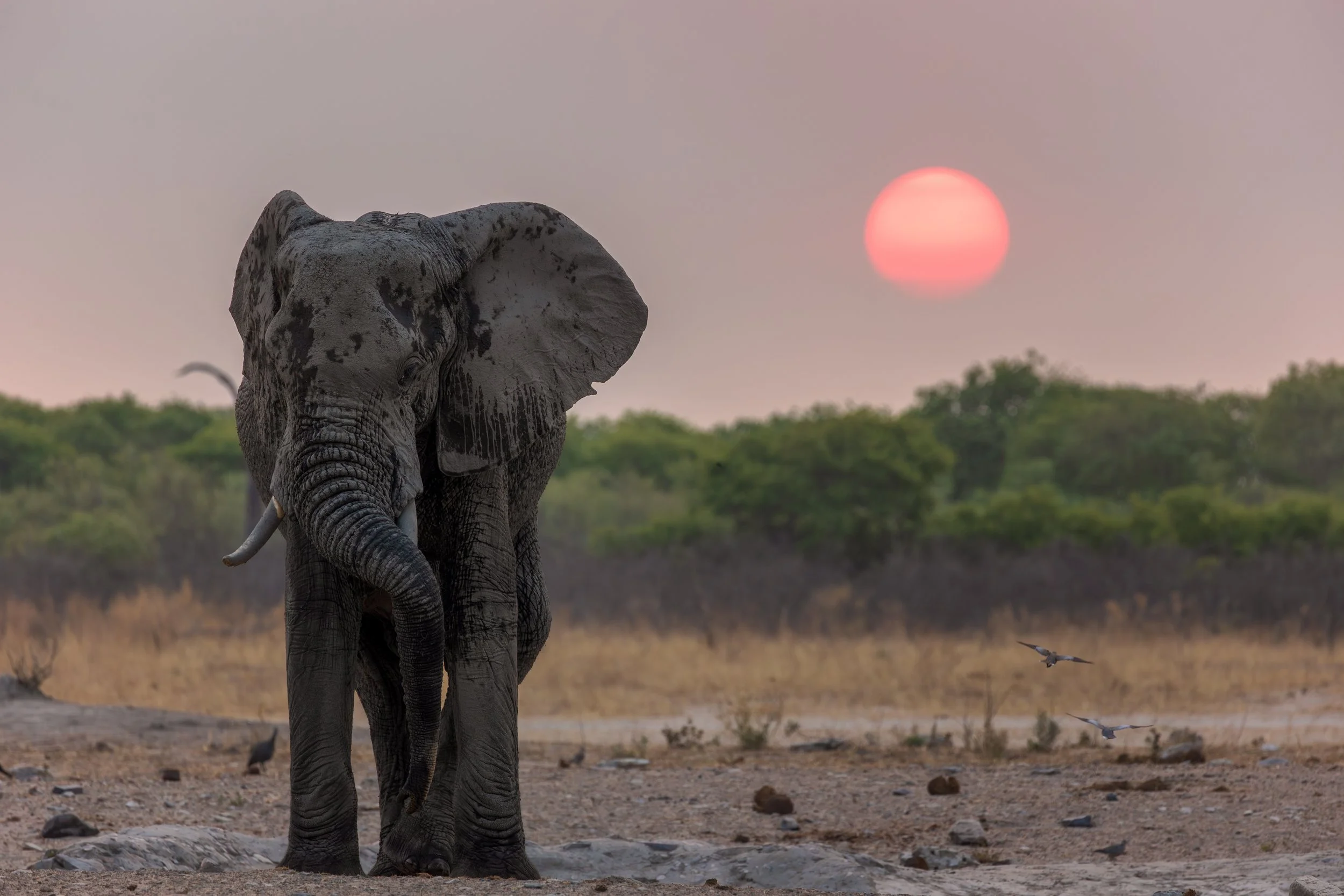 An elephant standing on dry ground with a sunset in the background and birds flying nearby.
