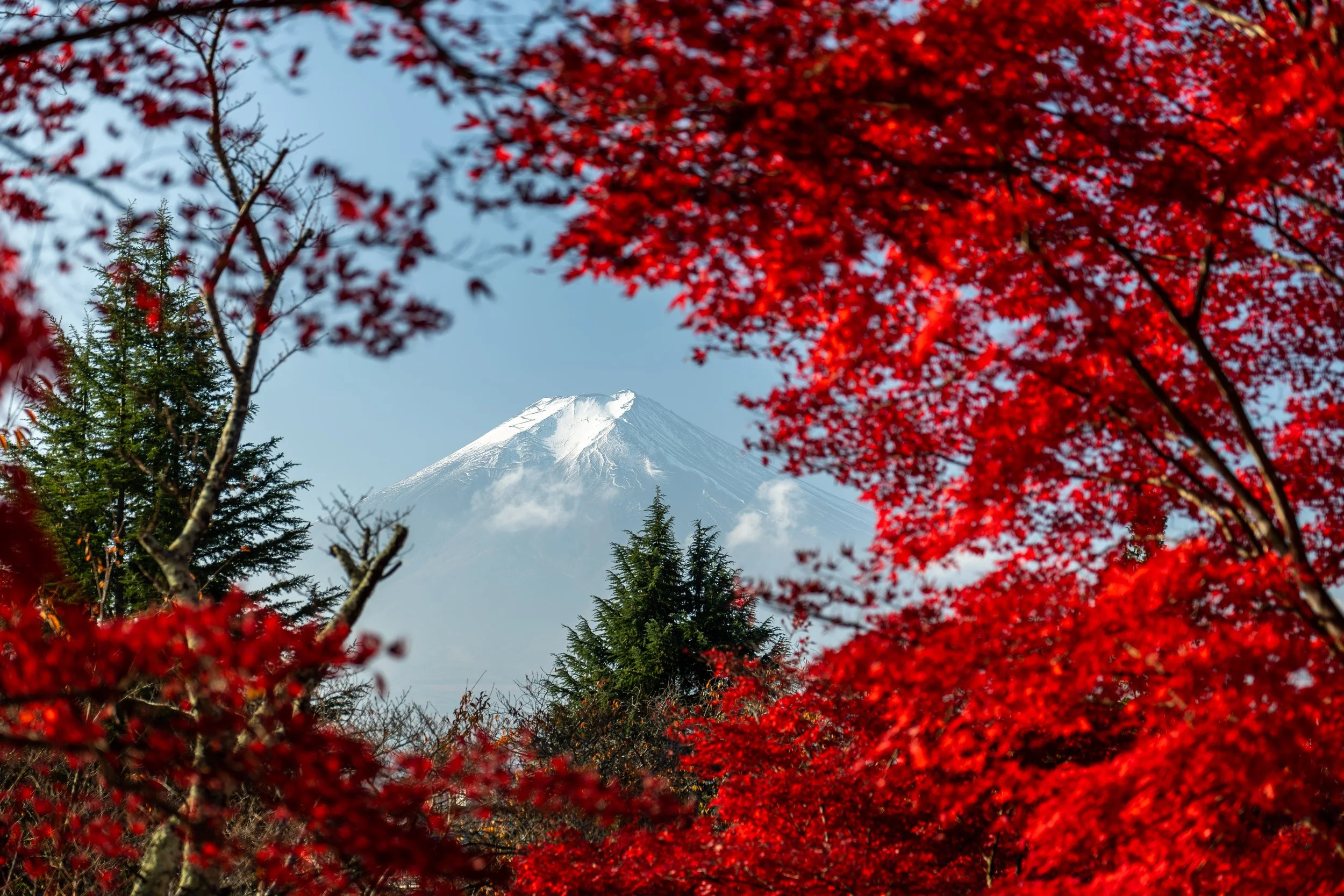 Mount Fuji framed by red autumn leaves and green trees.