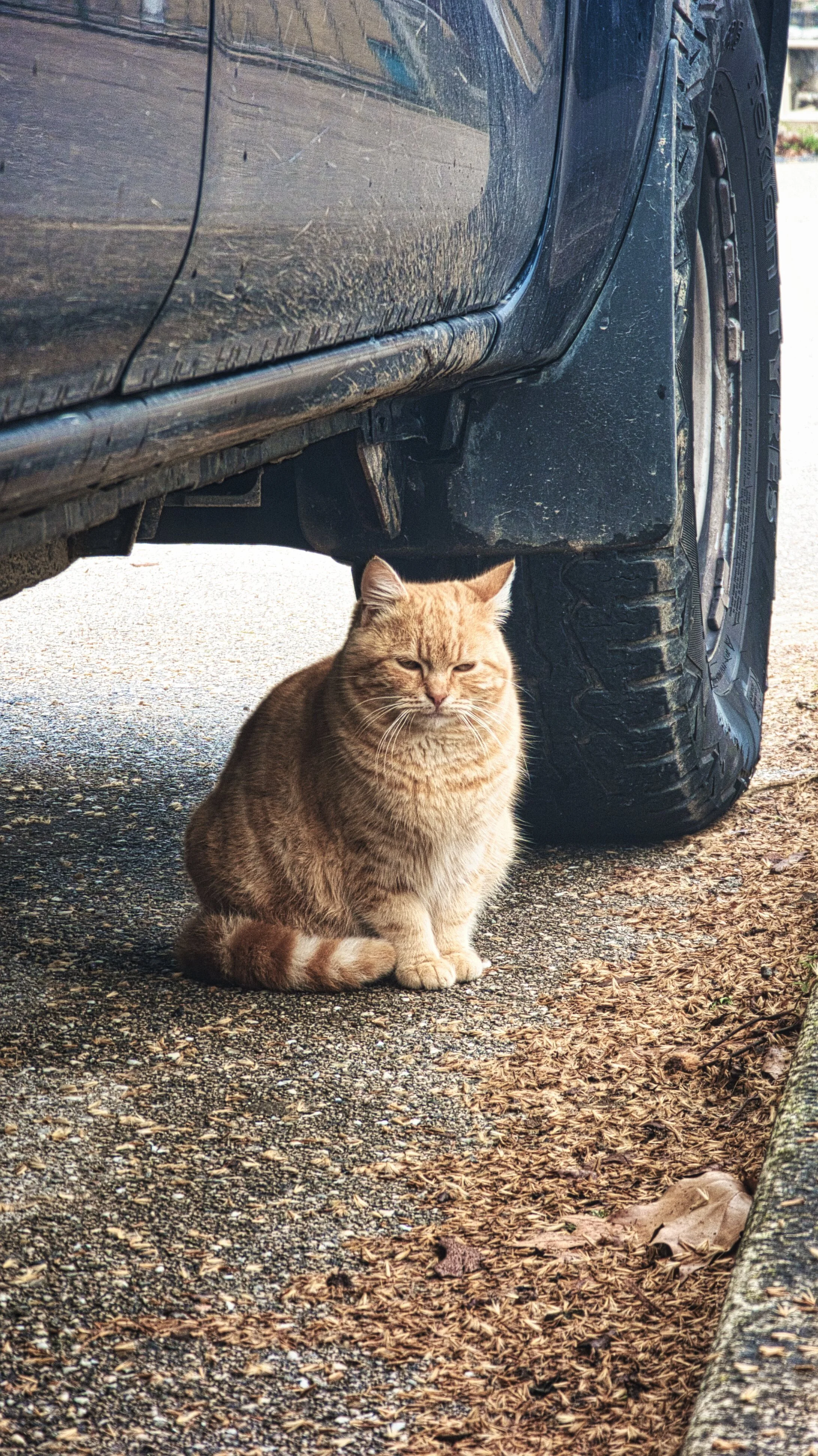 A ginger cat sitting on a gravel driveway under a black pickup truck with its tire visible, surrounded by fallen leaves and dry grass.