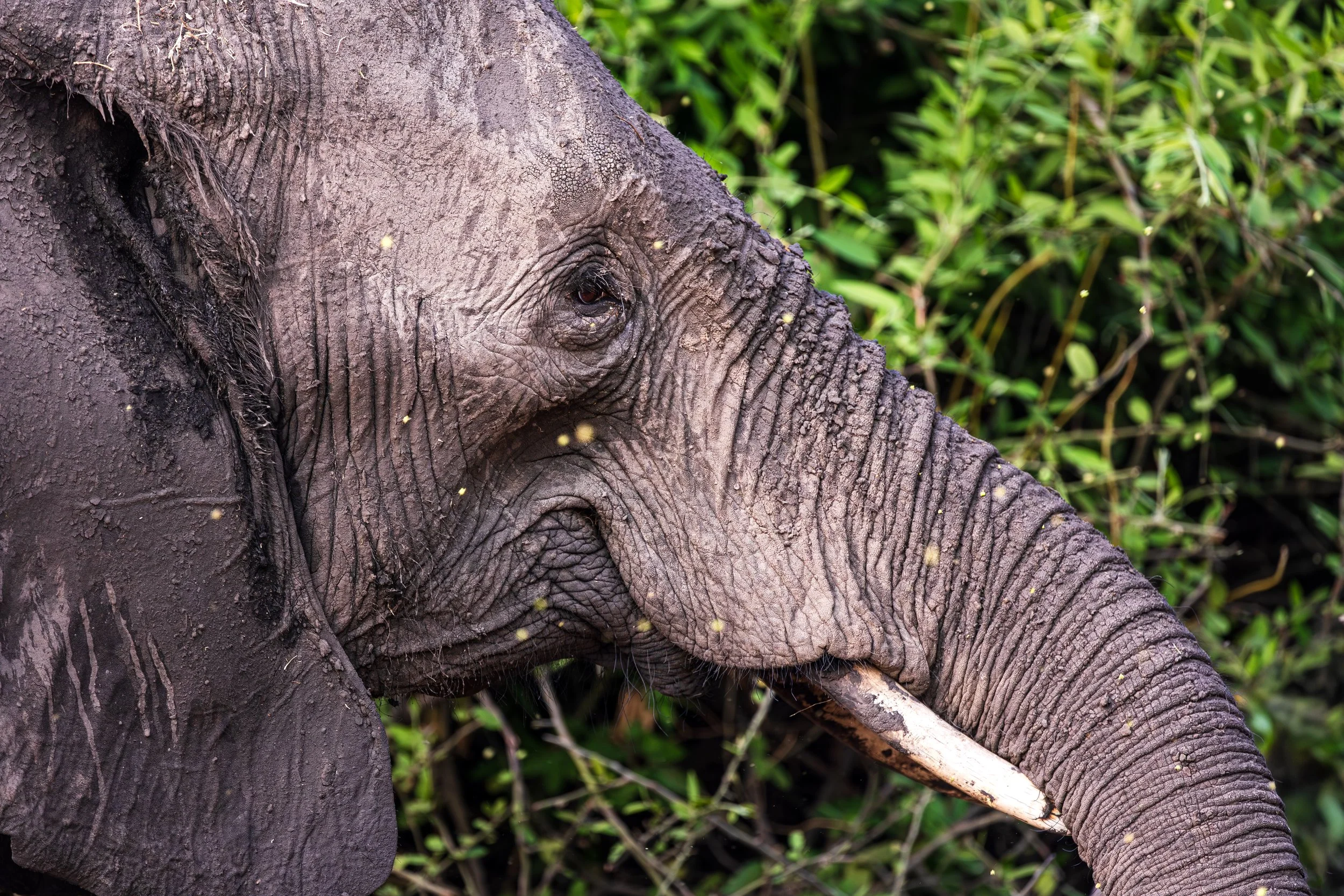 Close-up of an elephant's face with mud on its skin, showing its eye, trunk, and tusk, surrounded by green foliage.