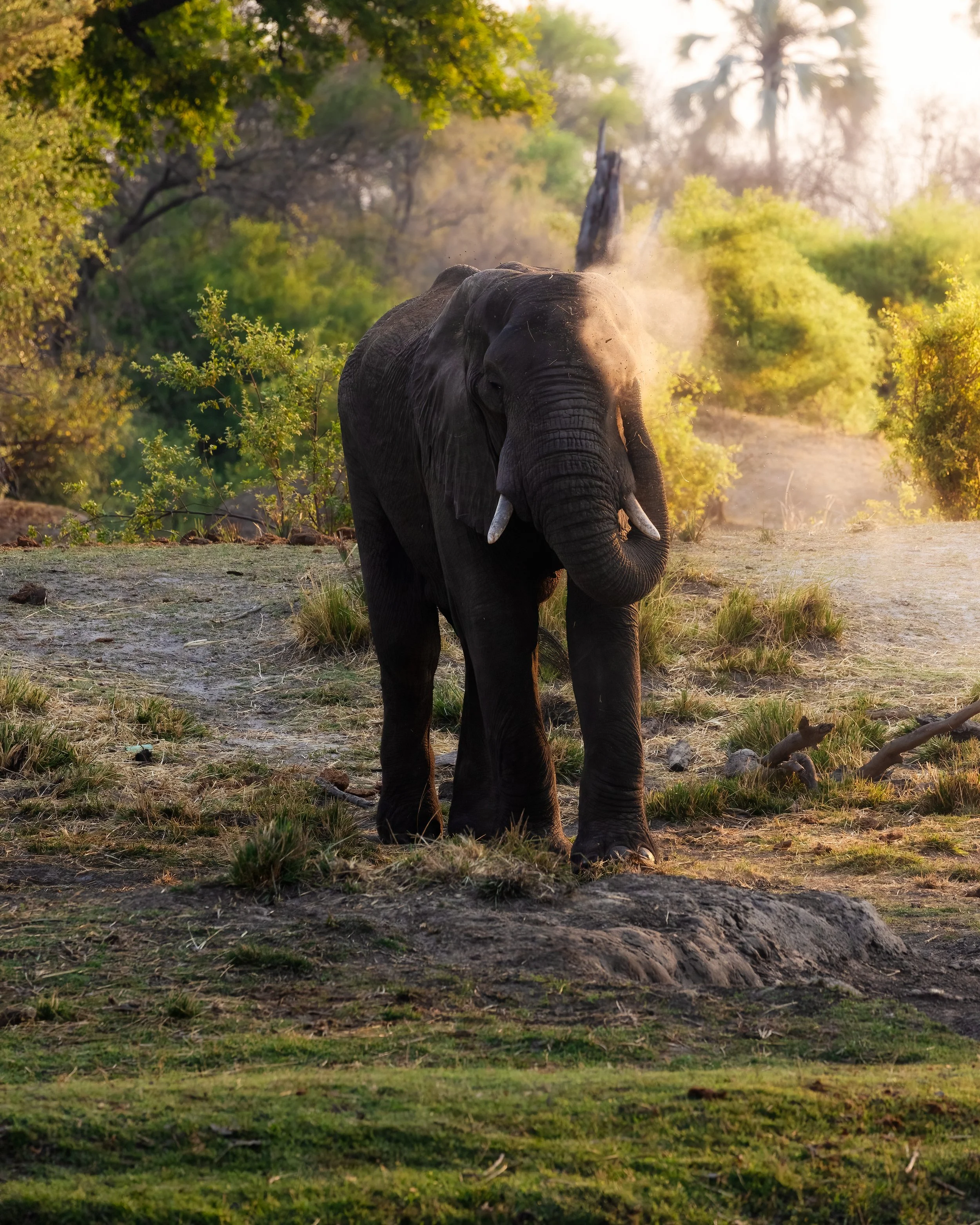 A large elephant standing on grassy land with trees and bushes in the background, surrounded by warm sunlight.
