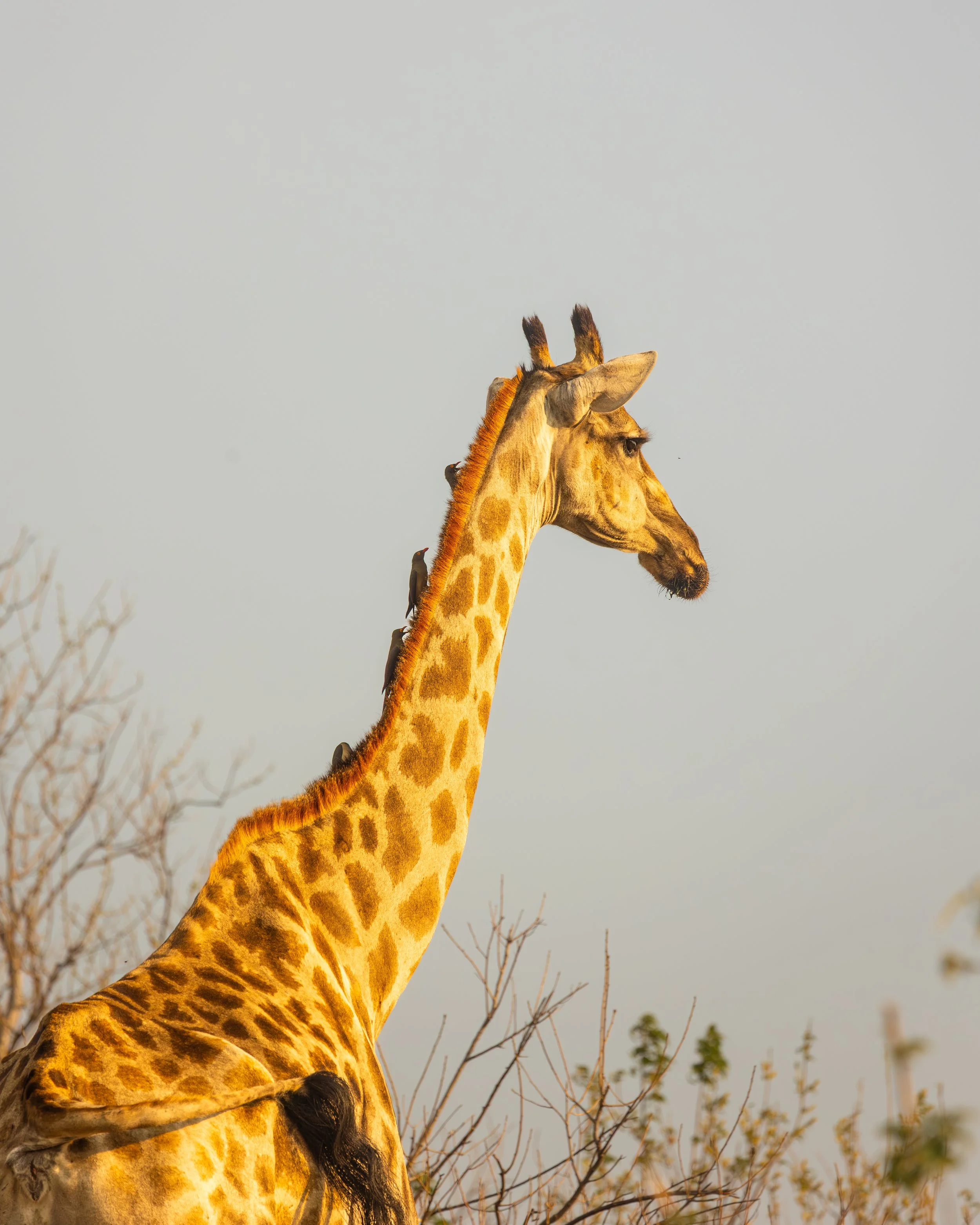 A giraffe standing among sparse trees with a clear sky background.