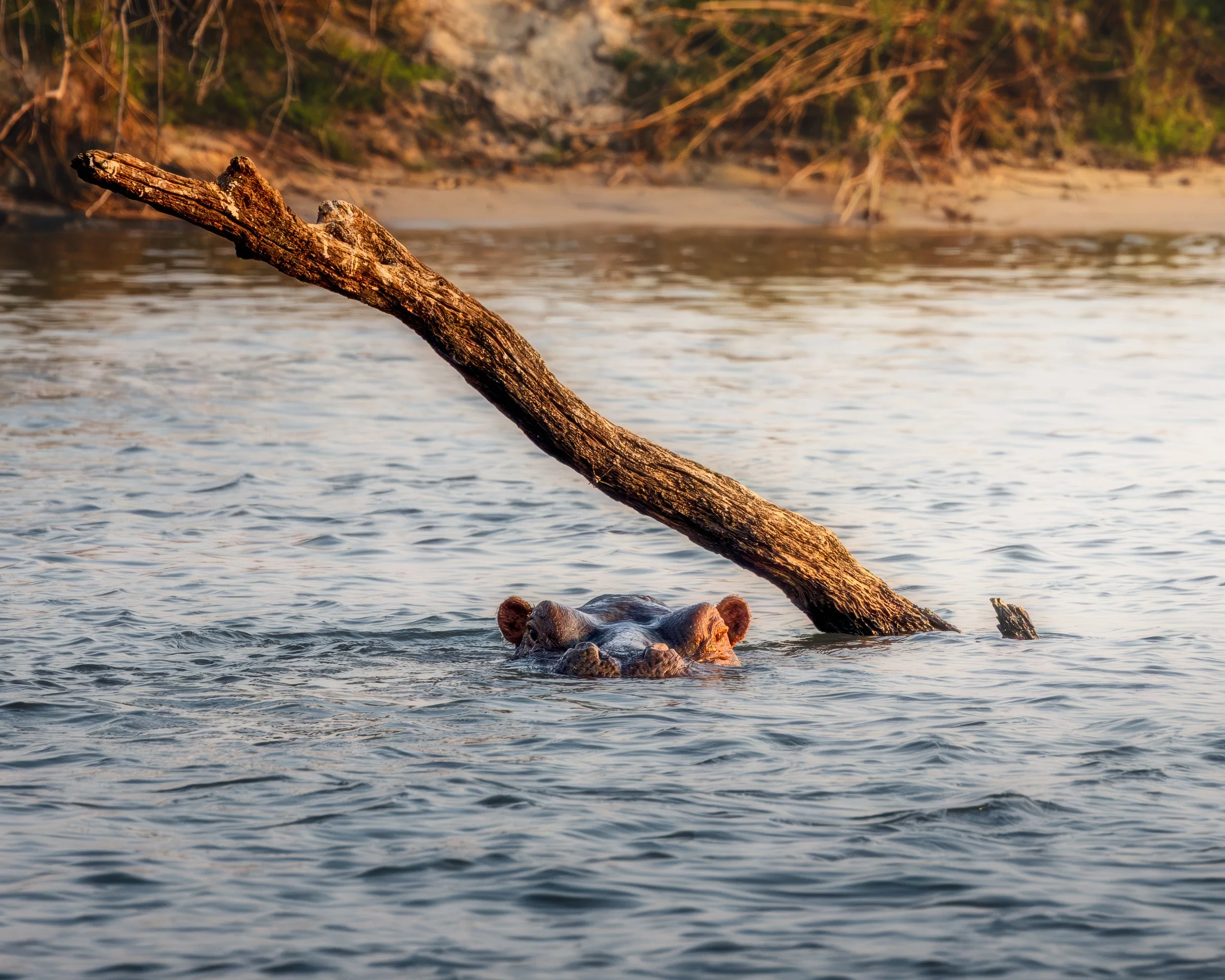 A hippopotamus partially submerged in water near a fallen tree branch with a background of shoreline and trees