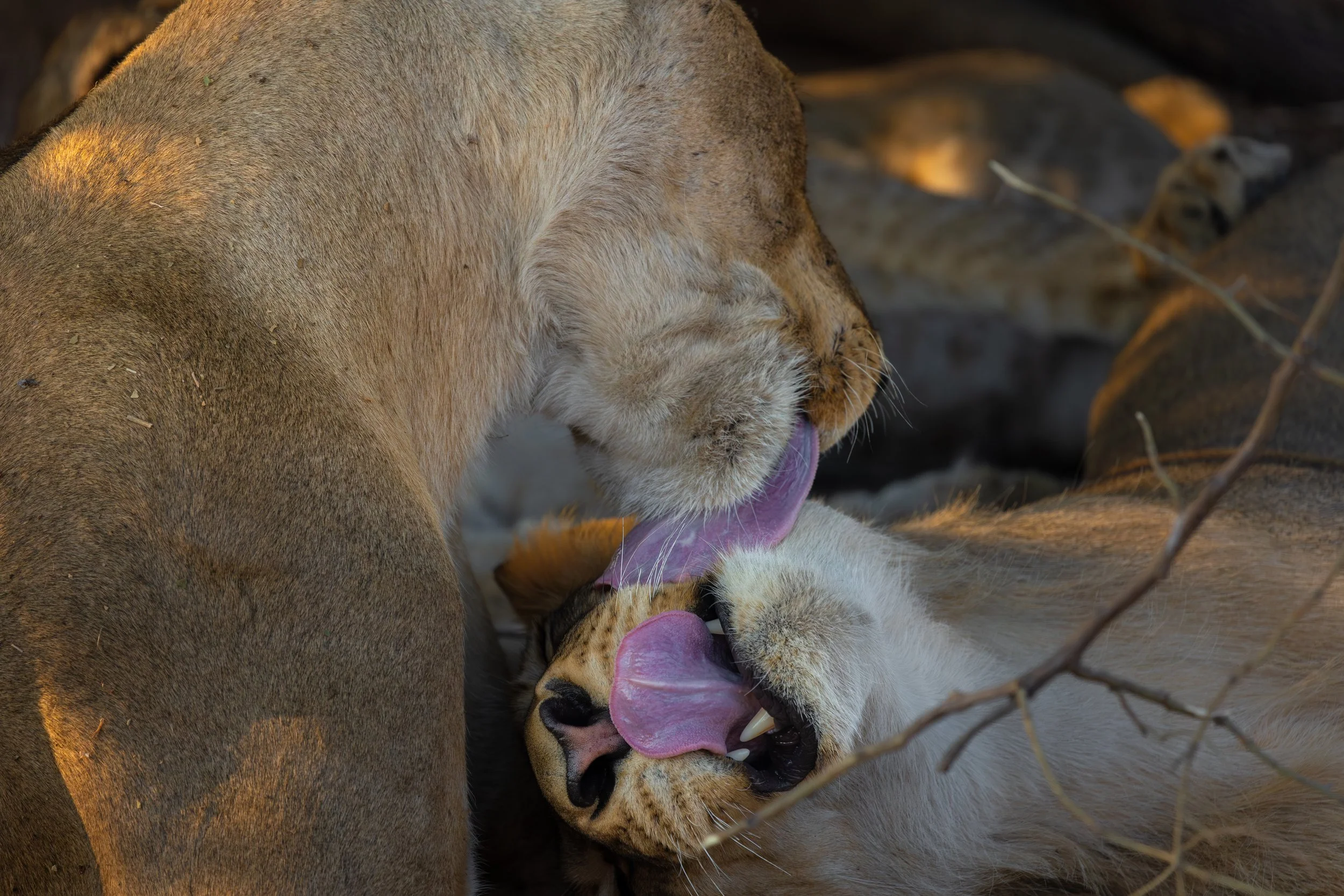 Two lions, a male and a female, grooming each other with tongues out, lying on the ground among dry branches.